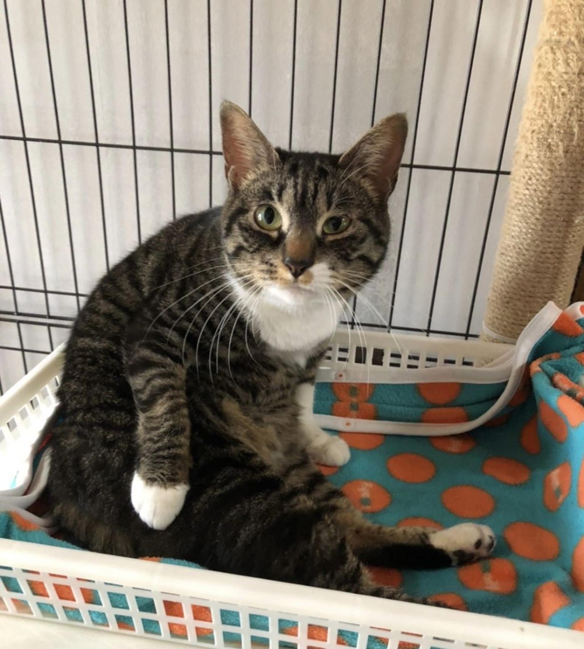 pet-image-2