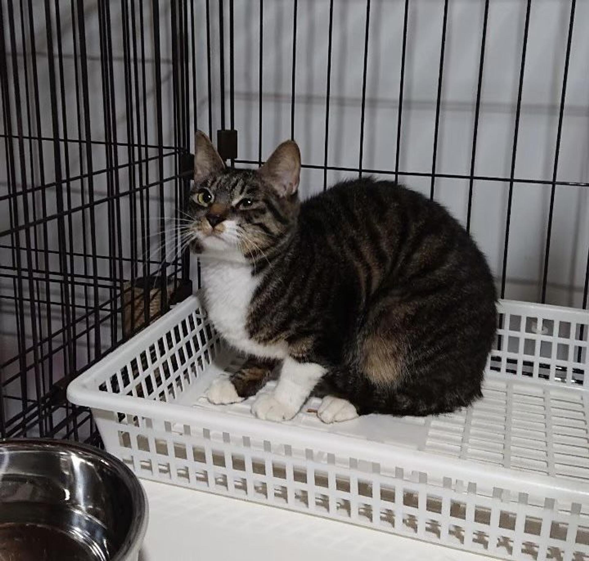 pet-image-3