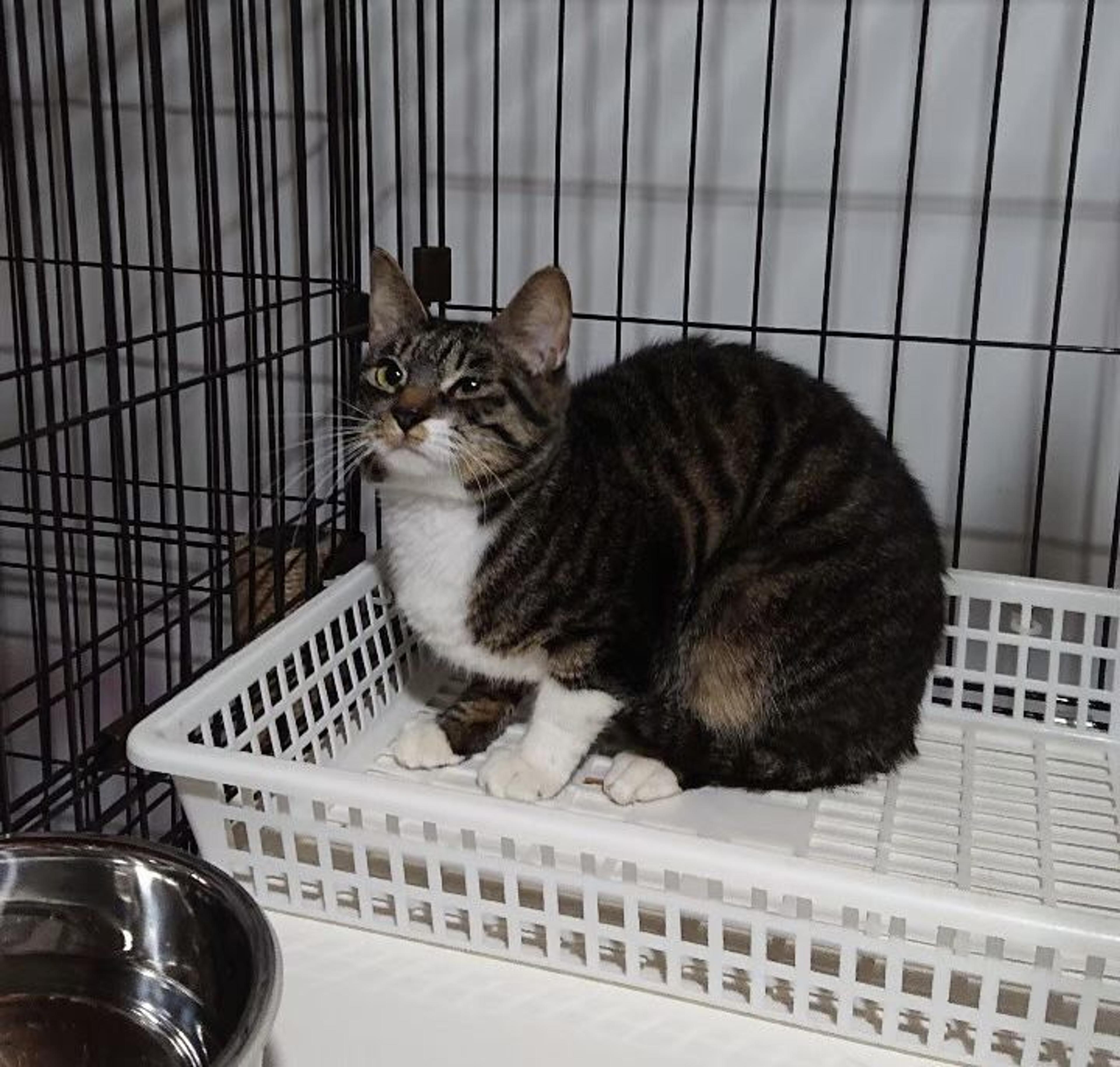 pet-image-3