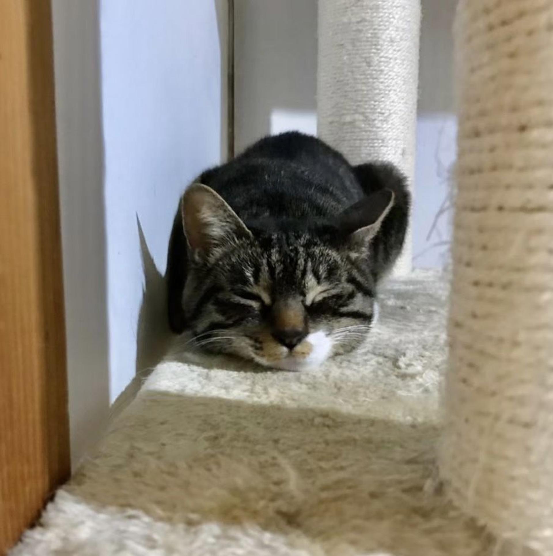 pet-image-5