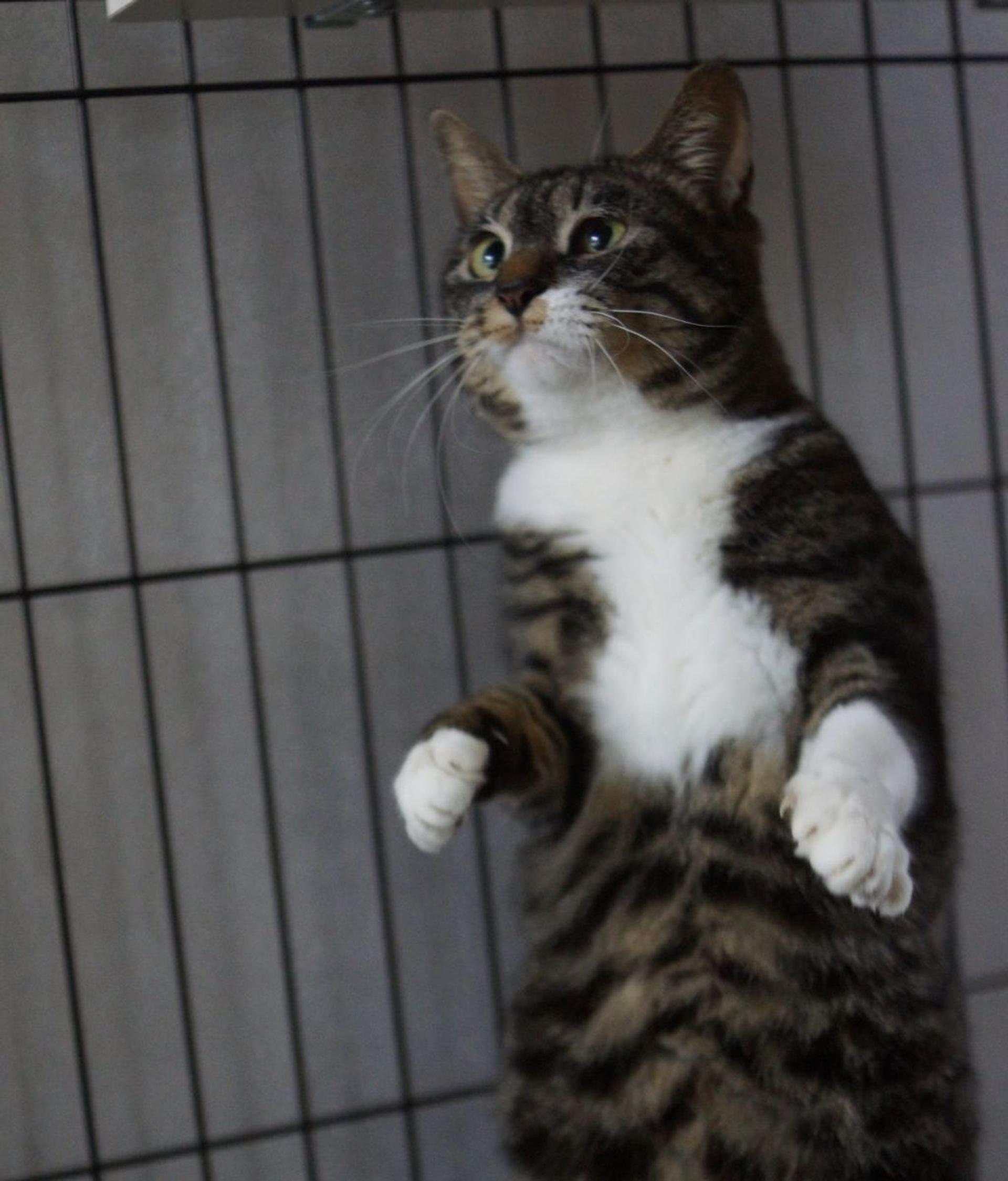 pet-image-7