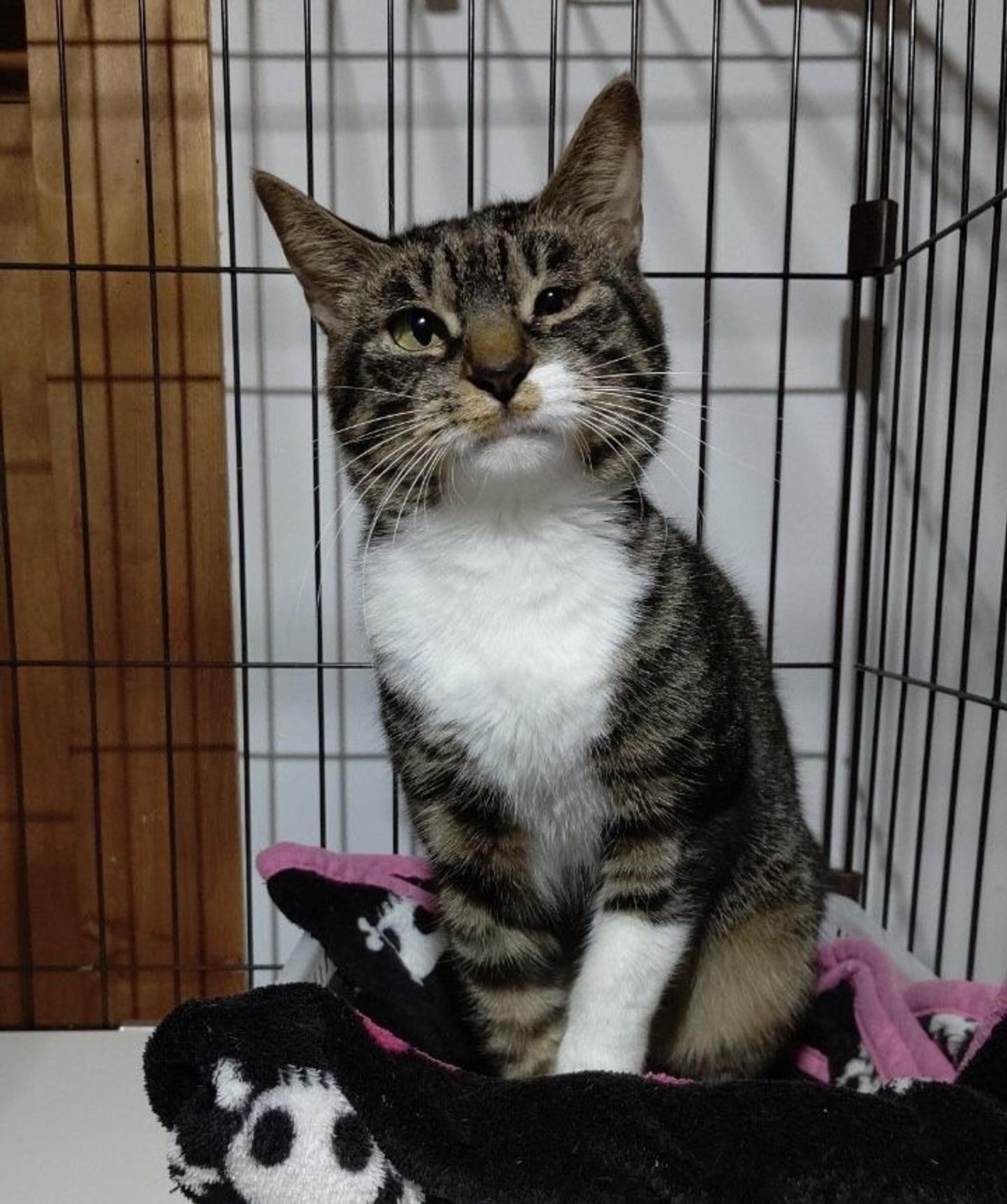pet-image-8