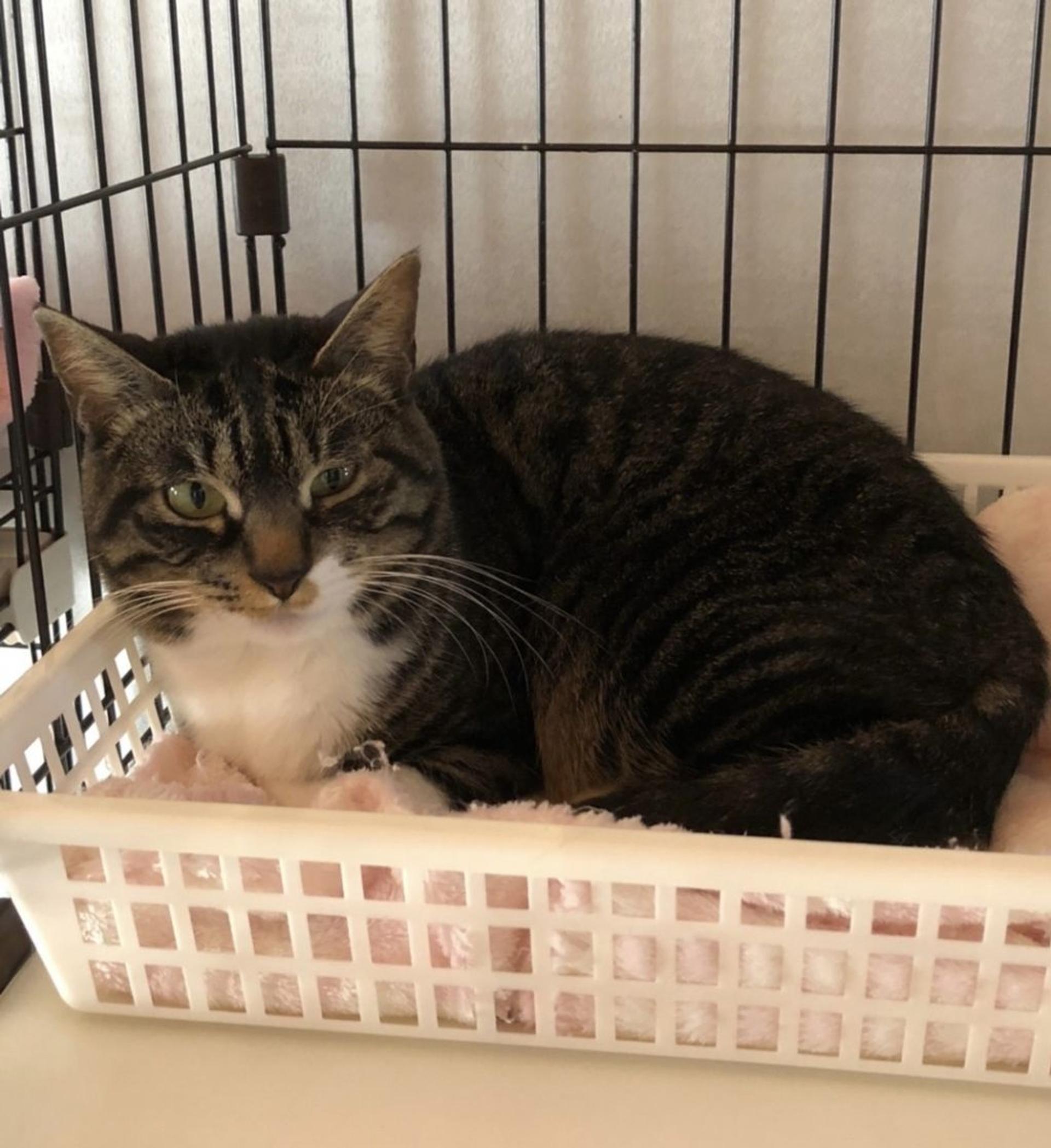pet-image-9