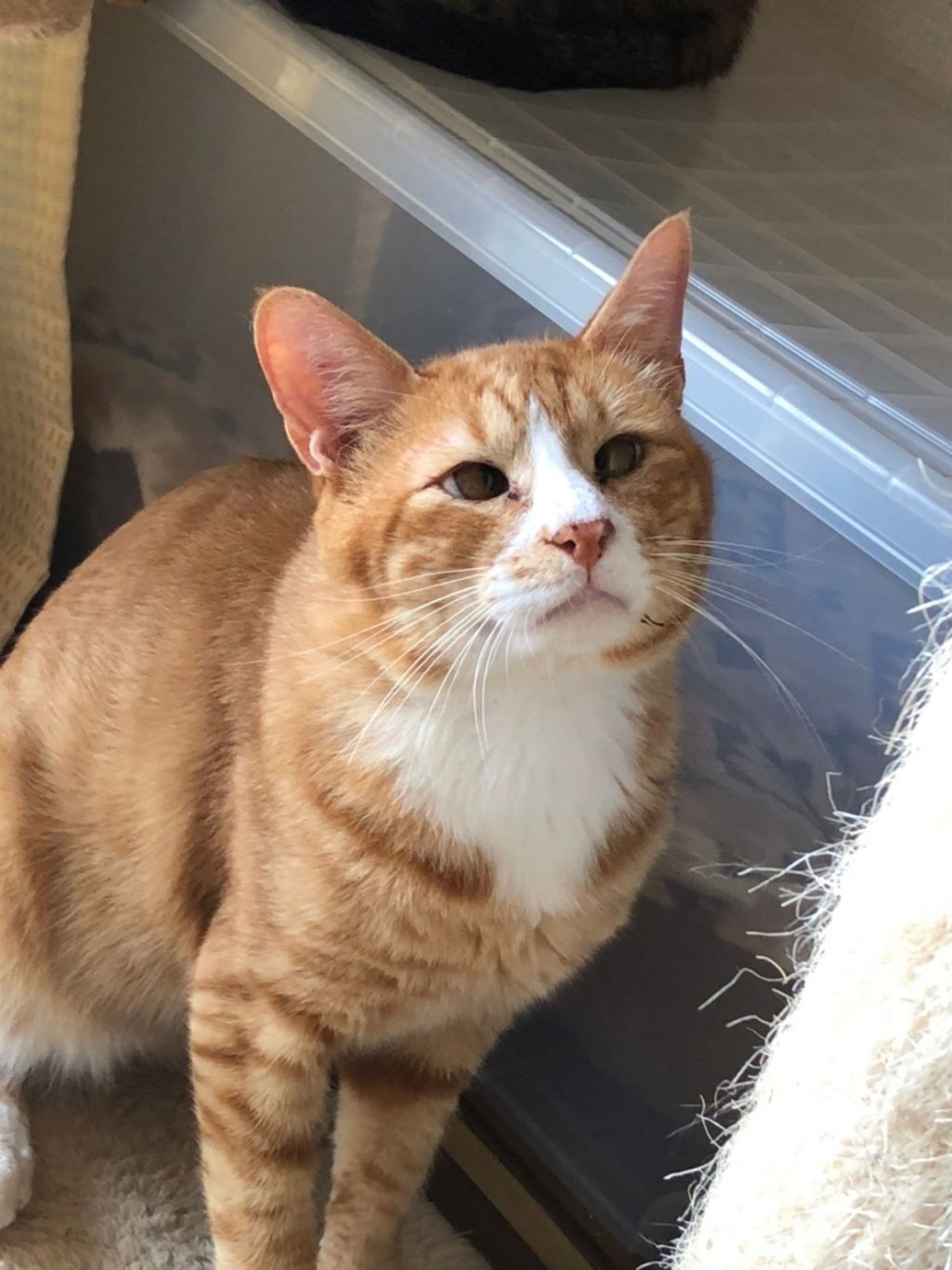 雑種（ミックス猫）・オスの里親募集の写真