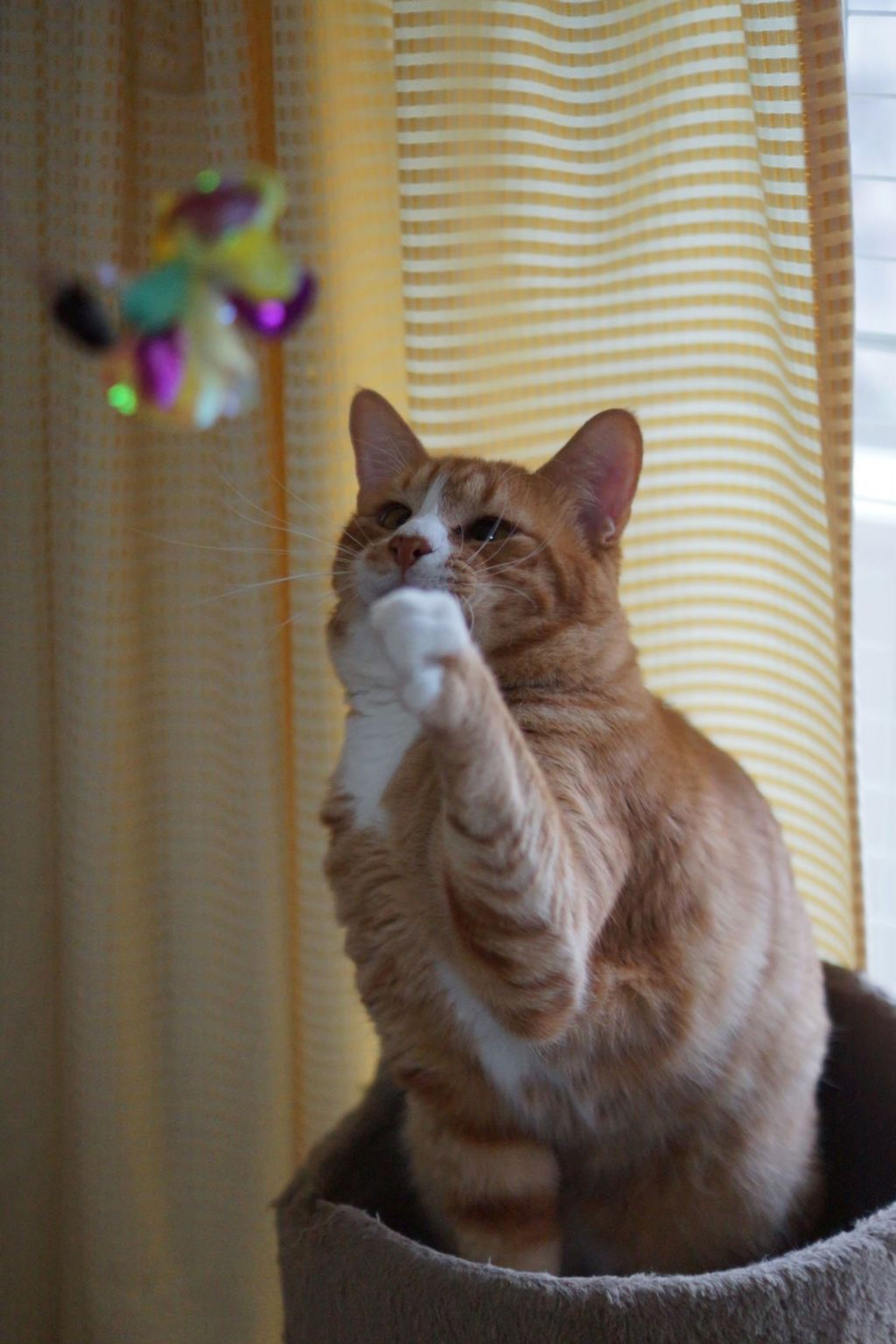 pet-image-3