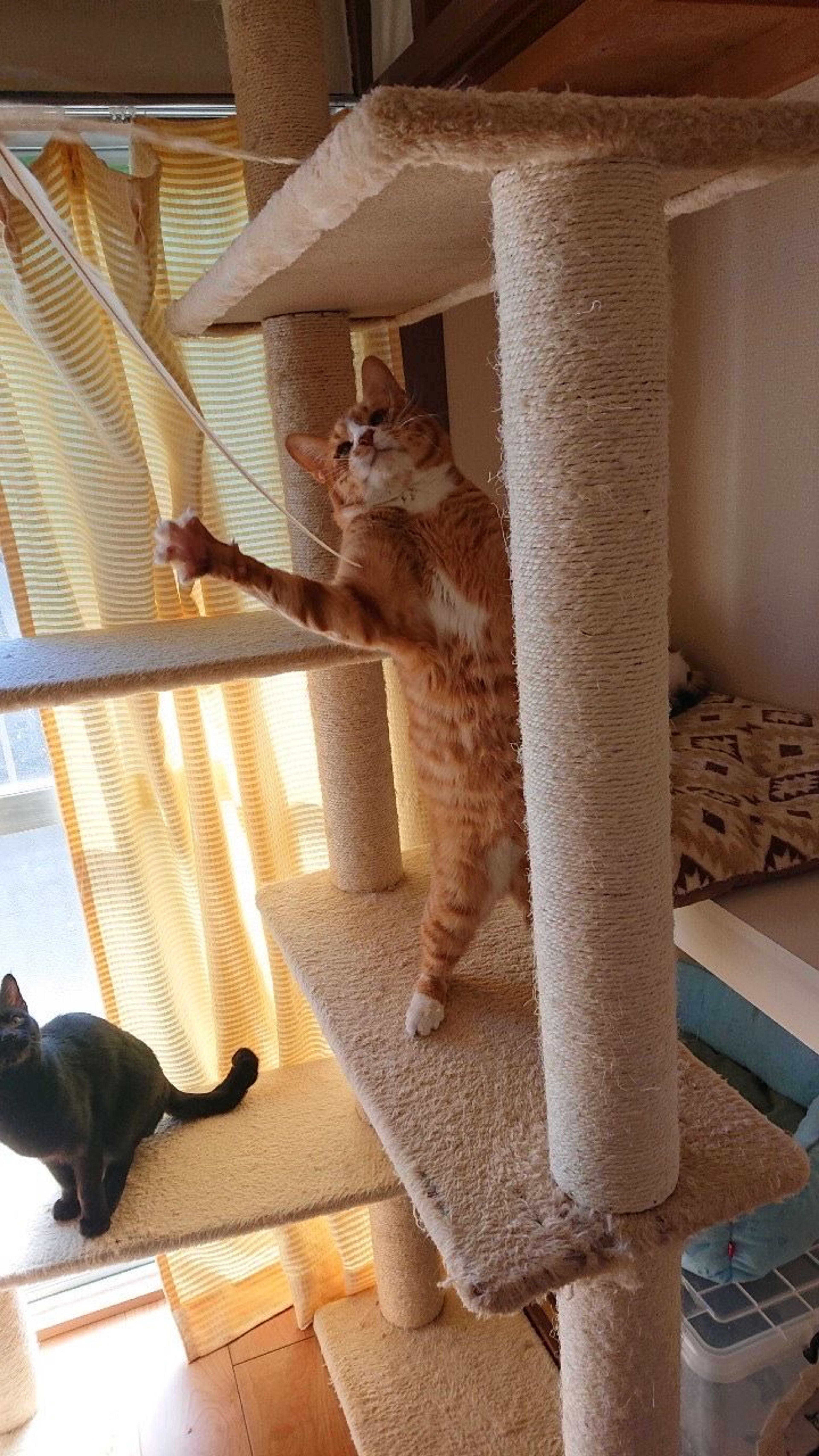 pet-image-5