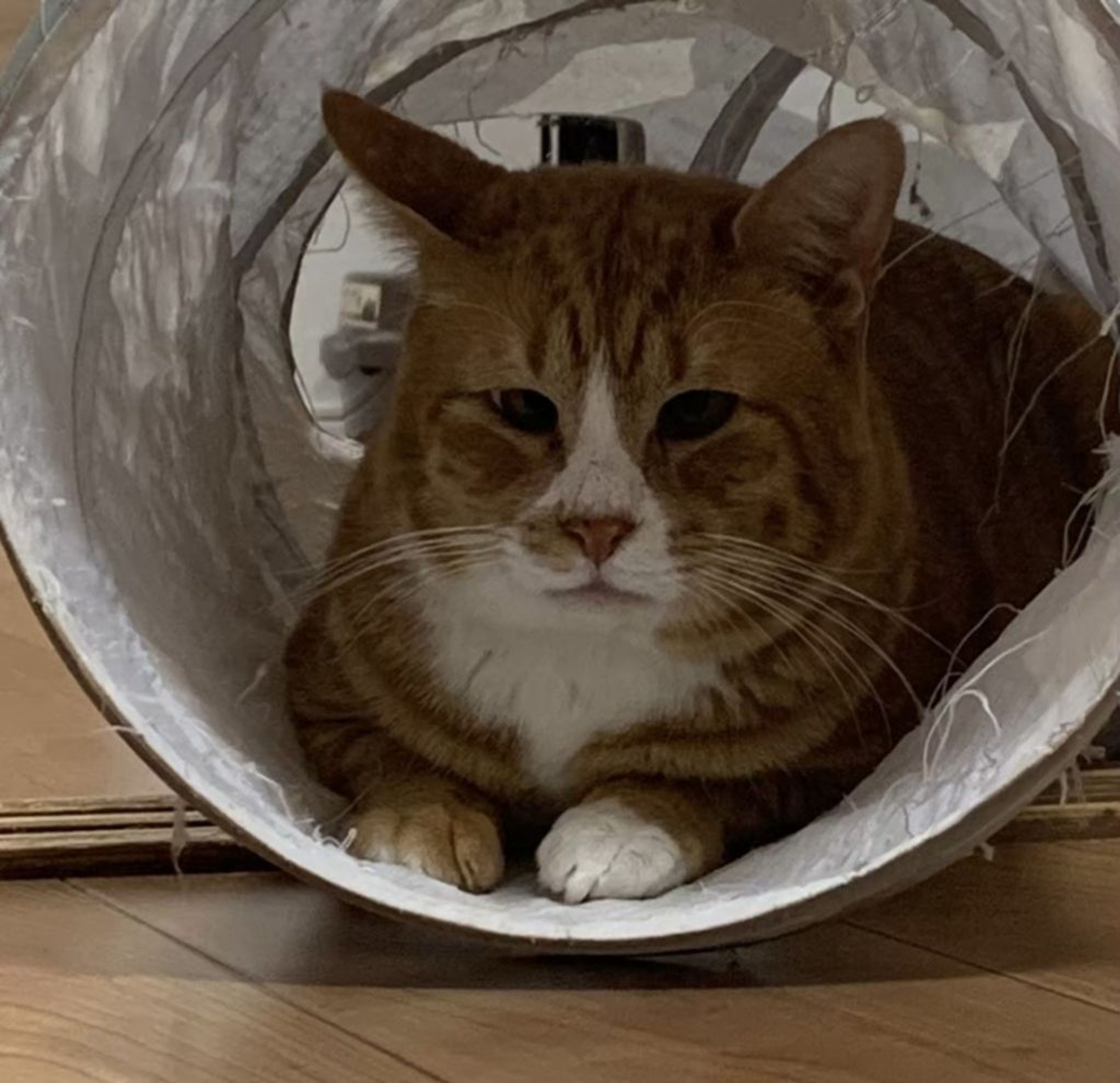 pet-image-6