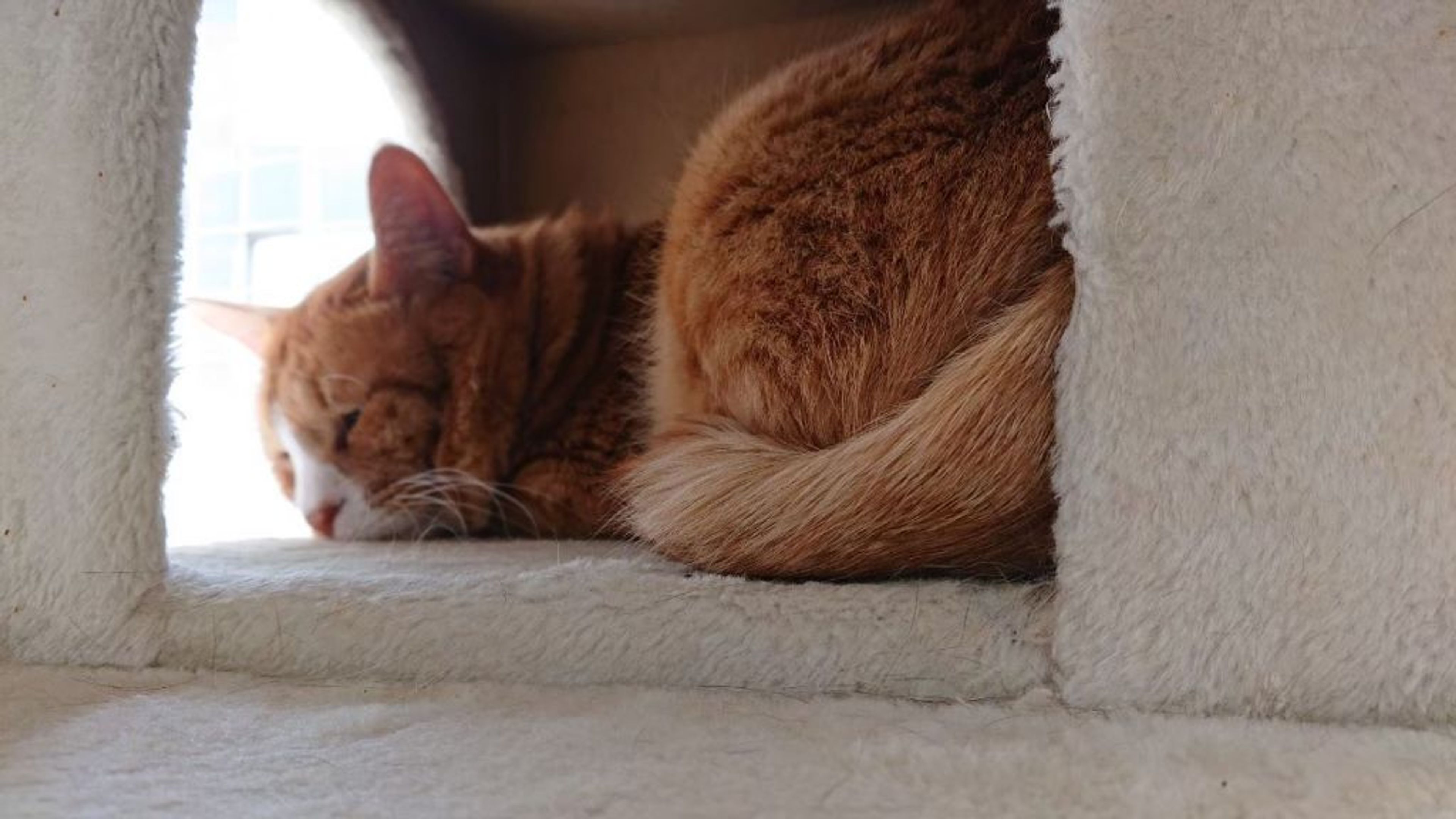 pet-image-7