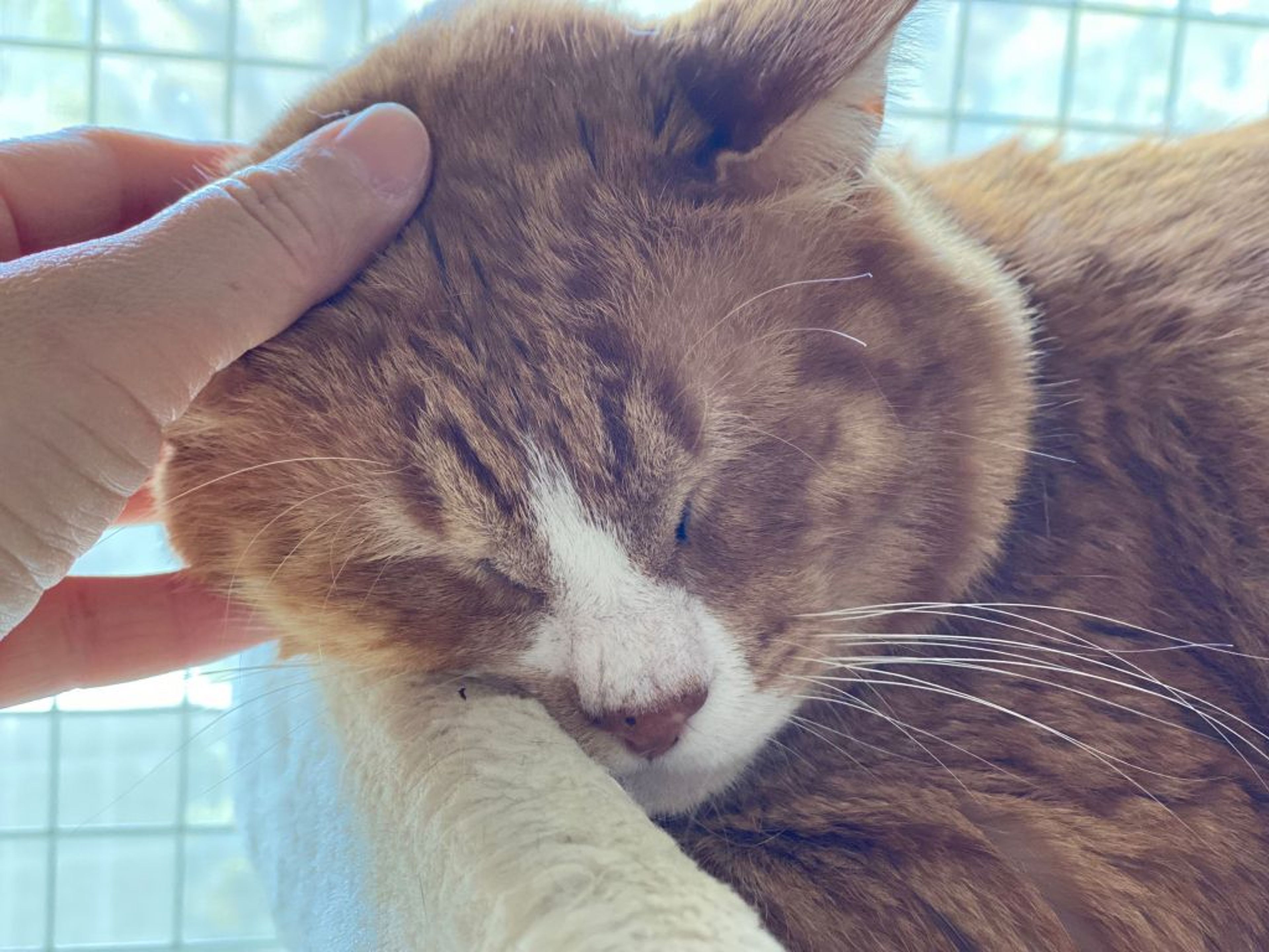 pet-image-8