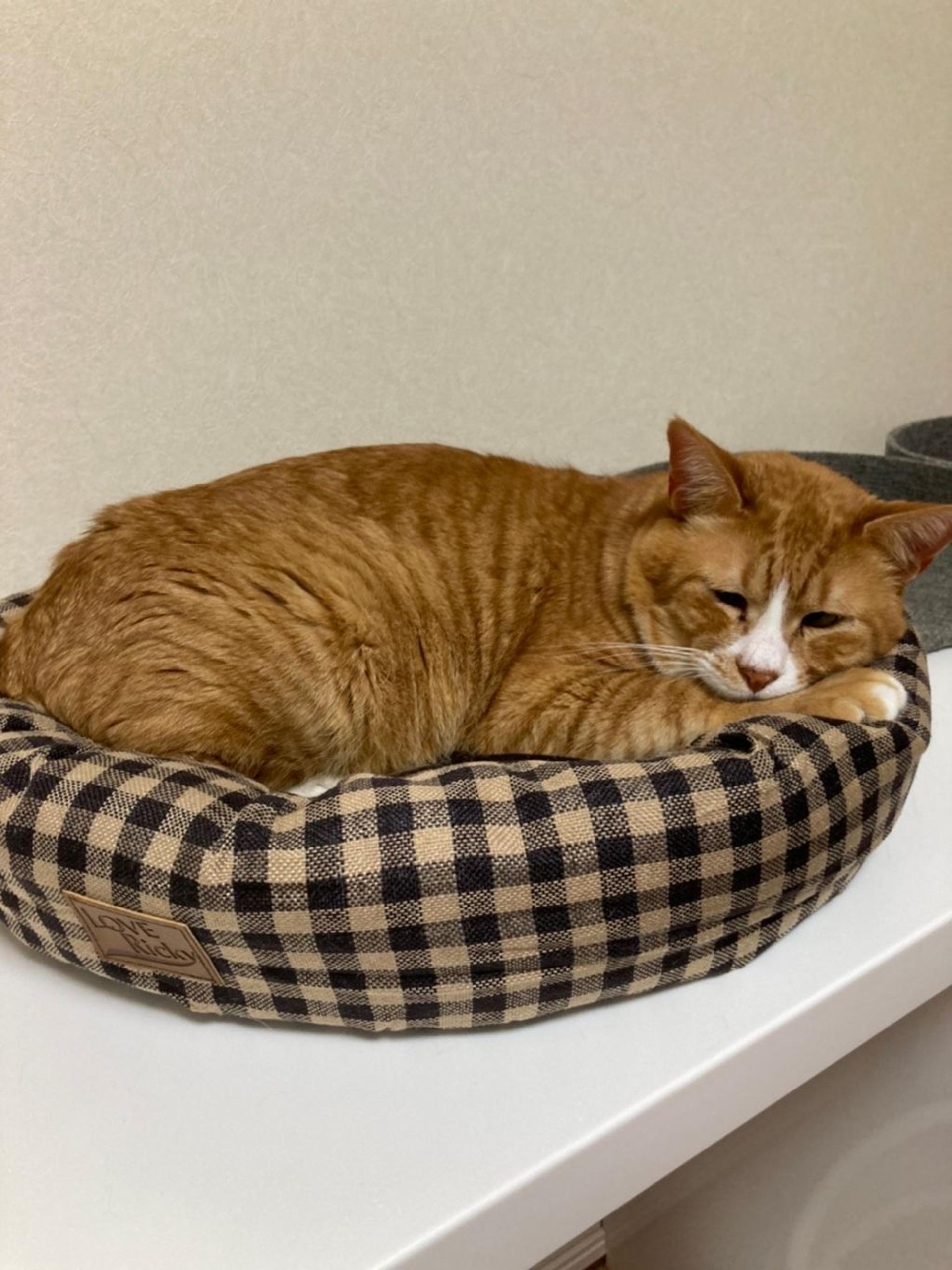 pet-image-9