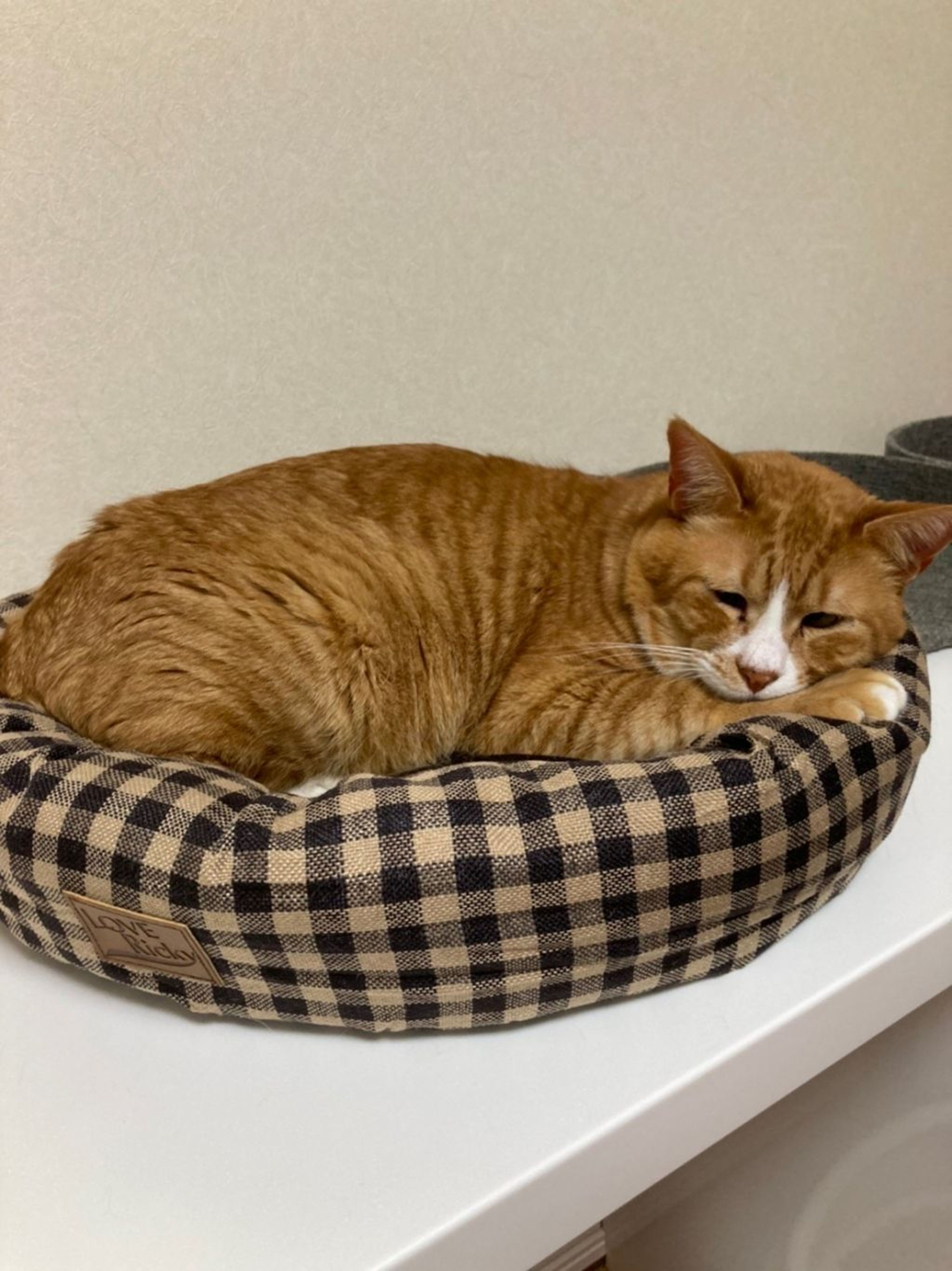 pet-image-9