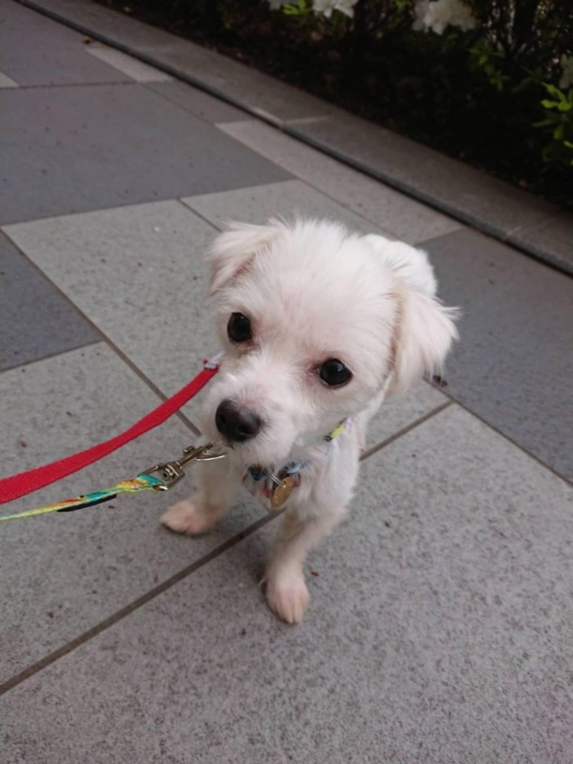 pet-image-3