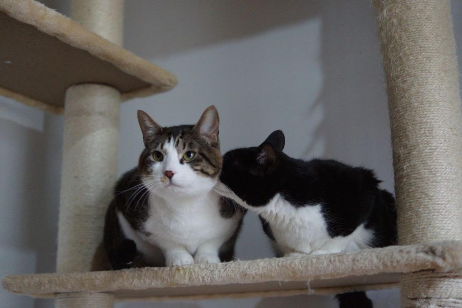 pet-image-6