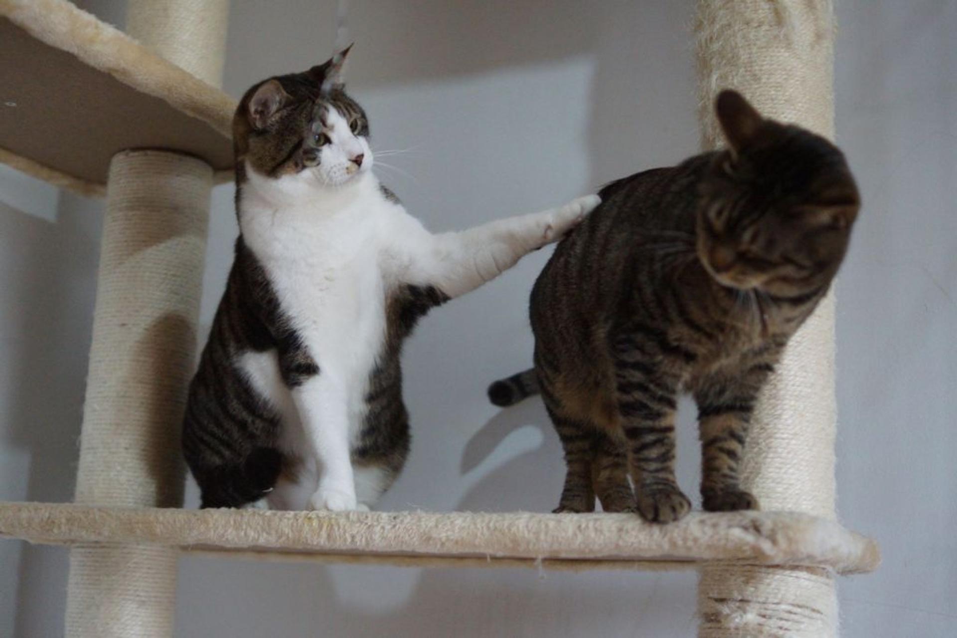 pet-image-8