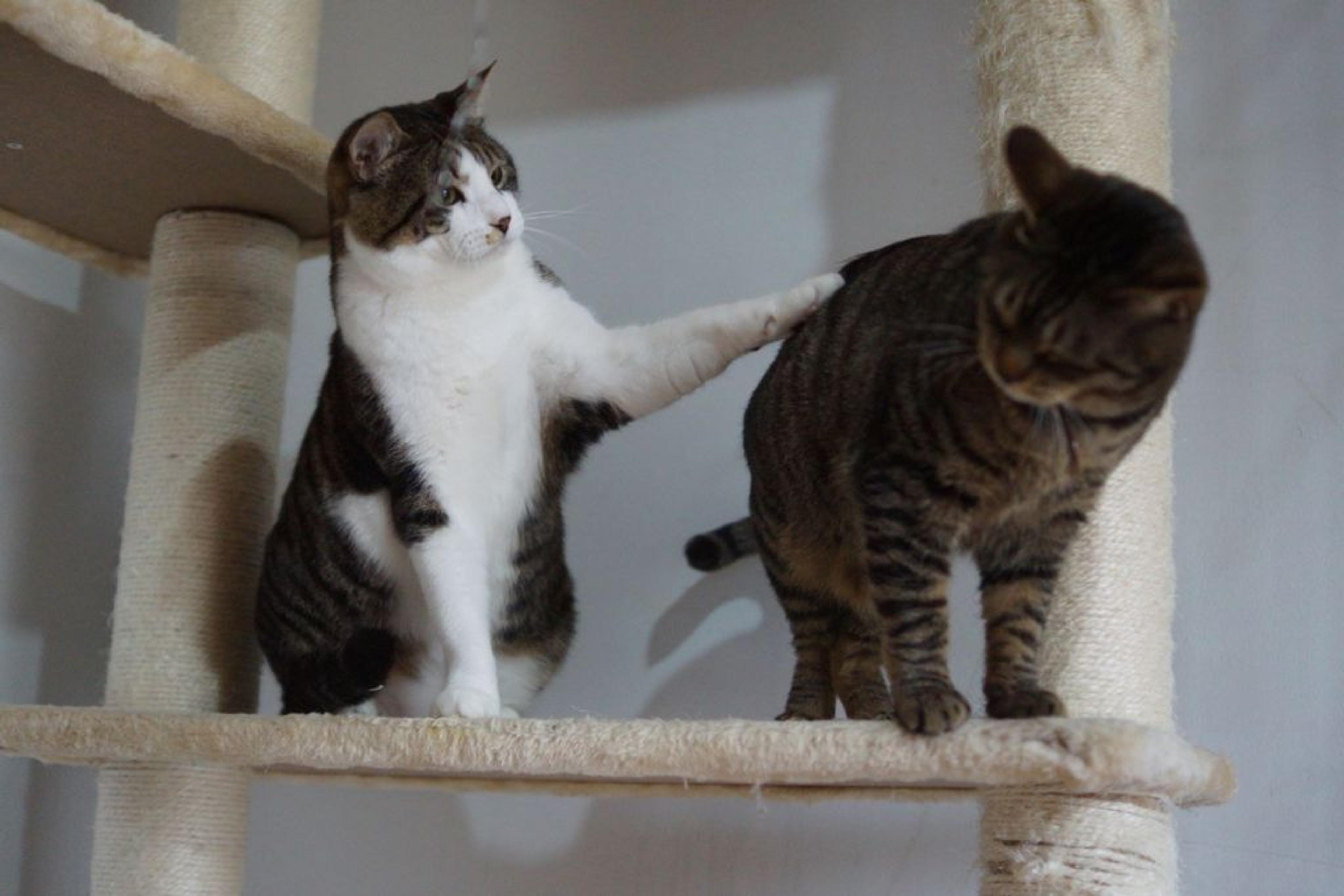 pet-image-8