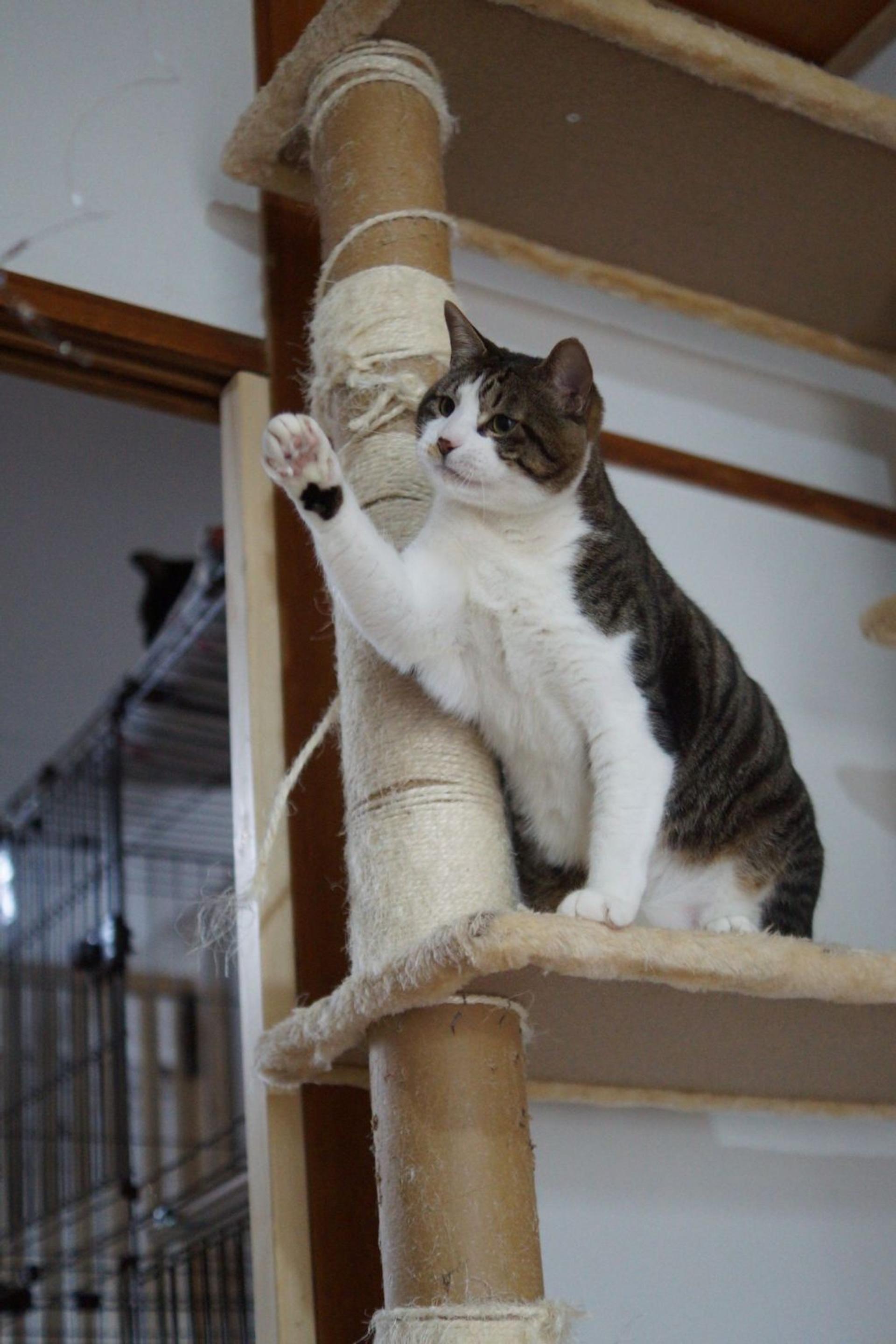 pet-image-9