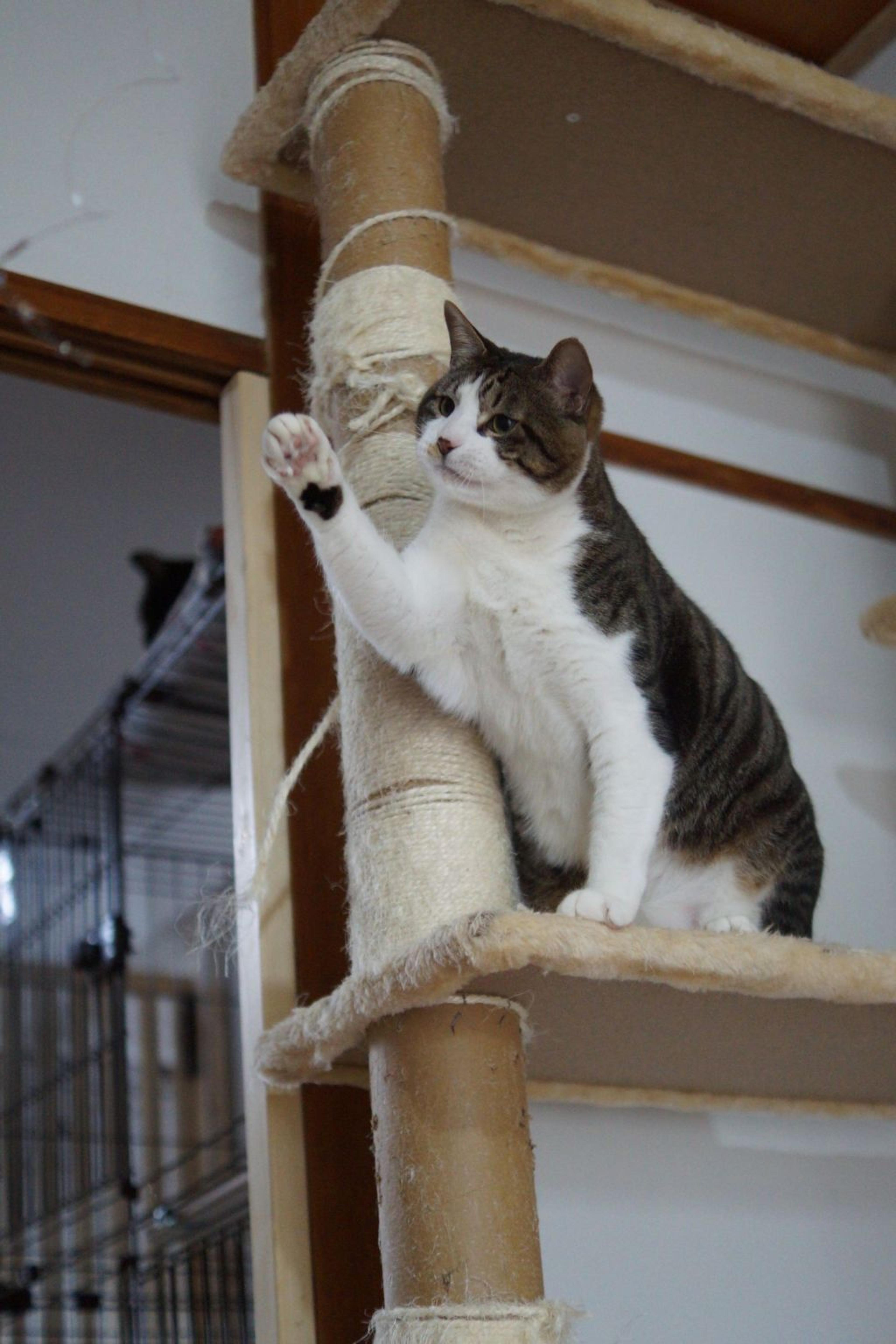 pet-image-9