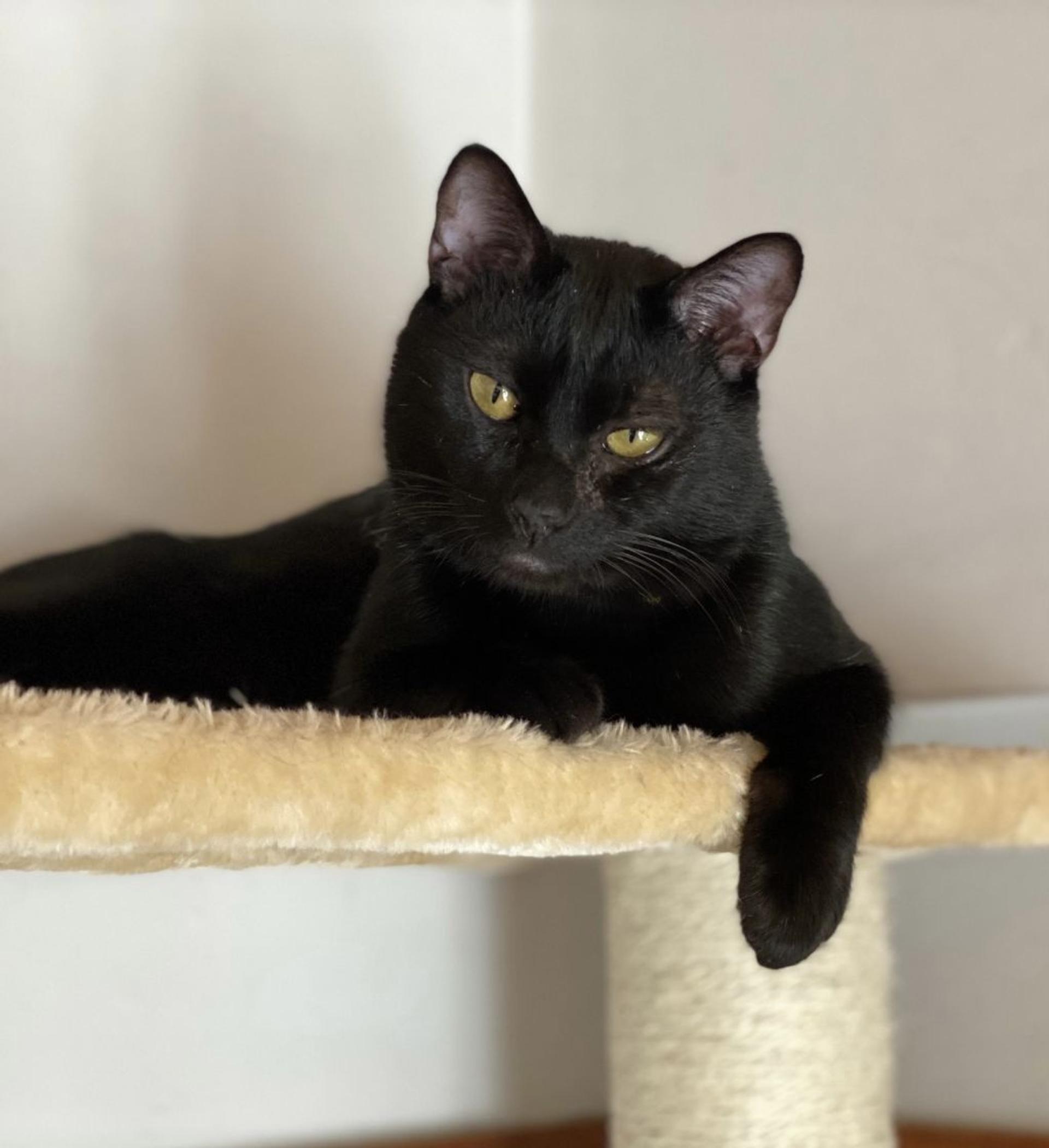 pet-image-3