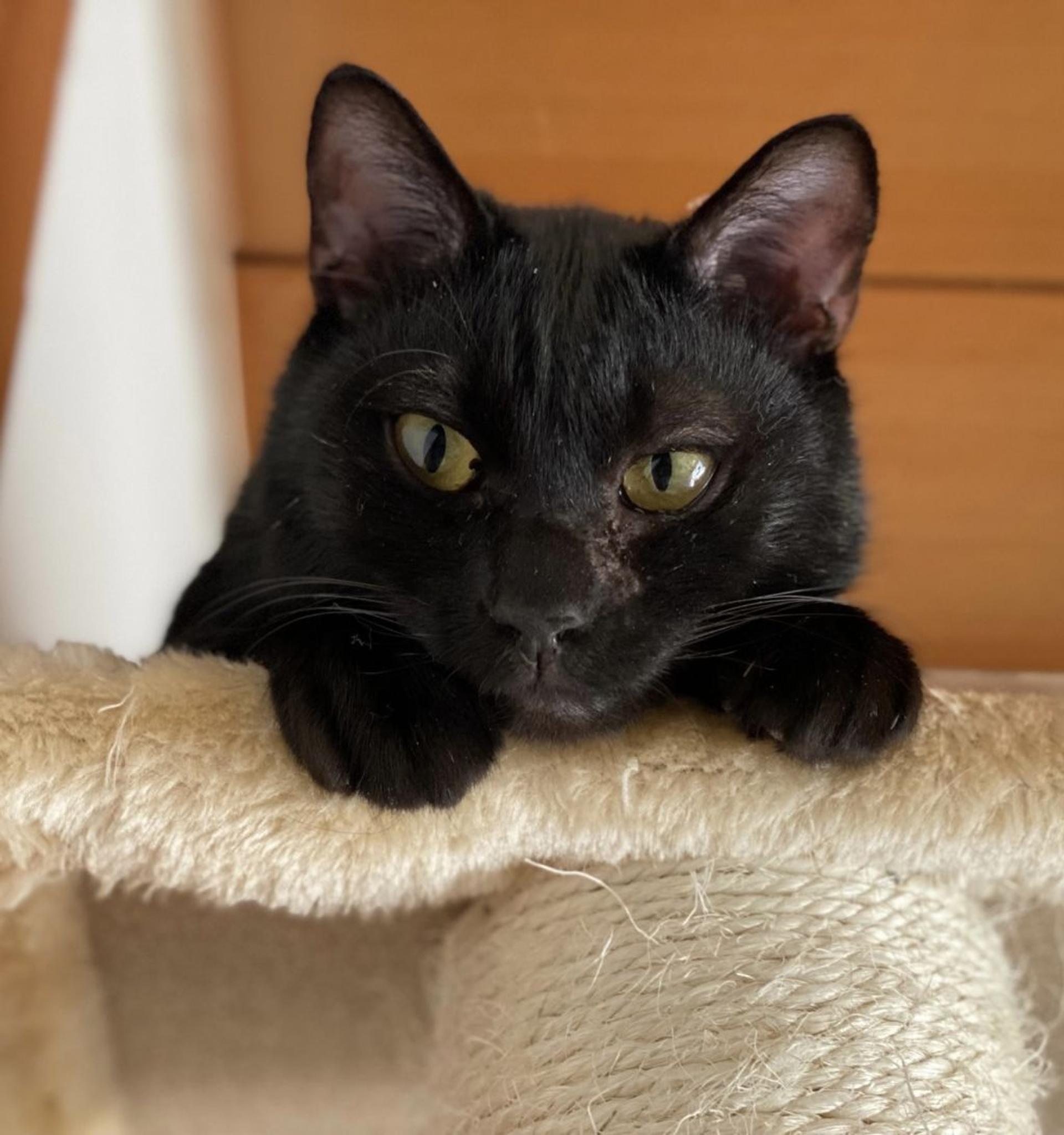 pet-image-4