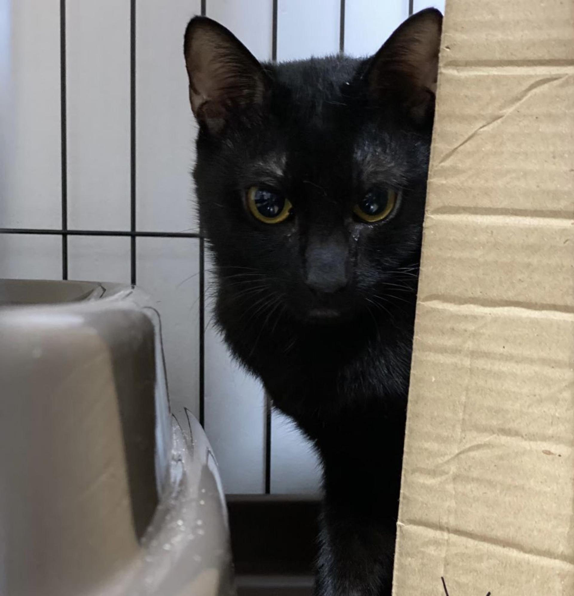 pet-image-8
