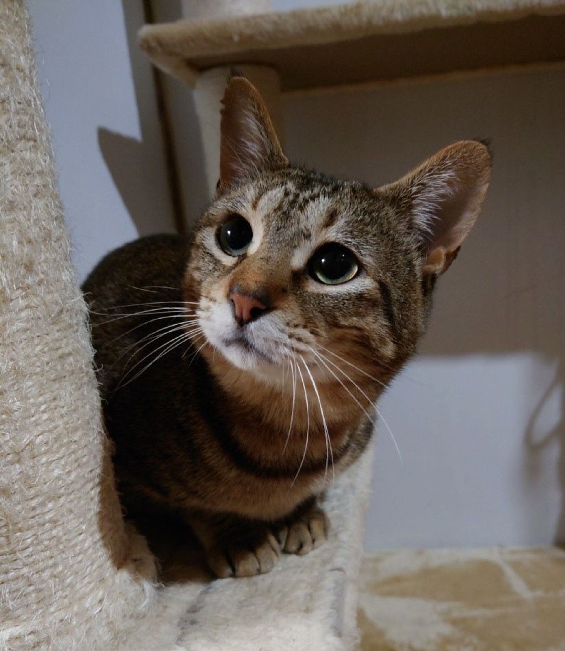 雑種（ミックス猫）・オスの里親募集の写真
