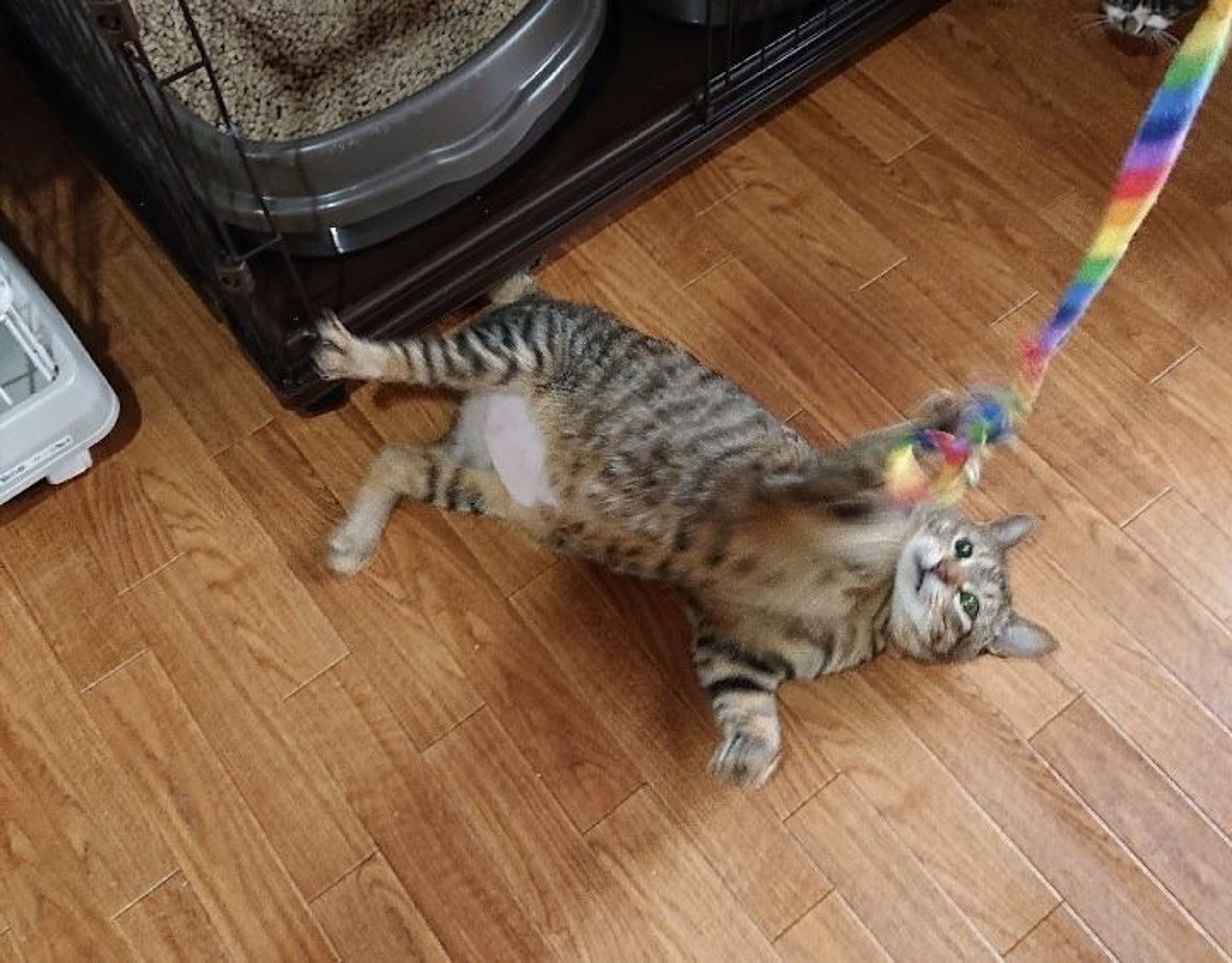 pet-image-2
