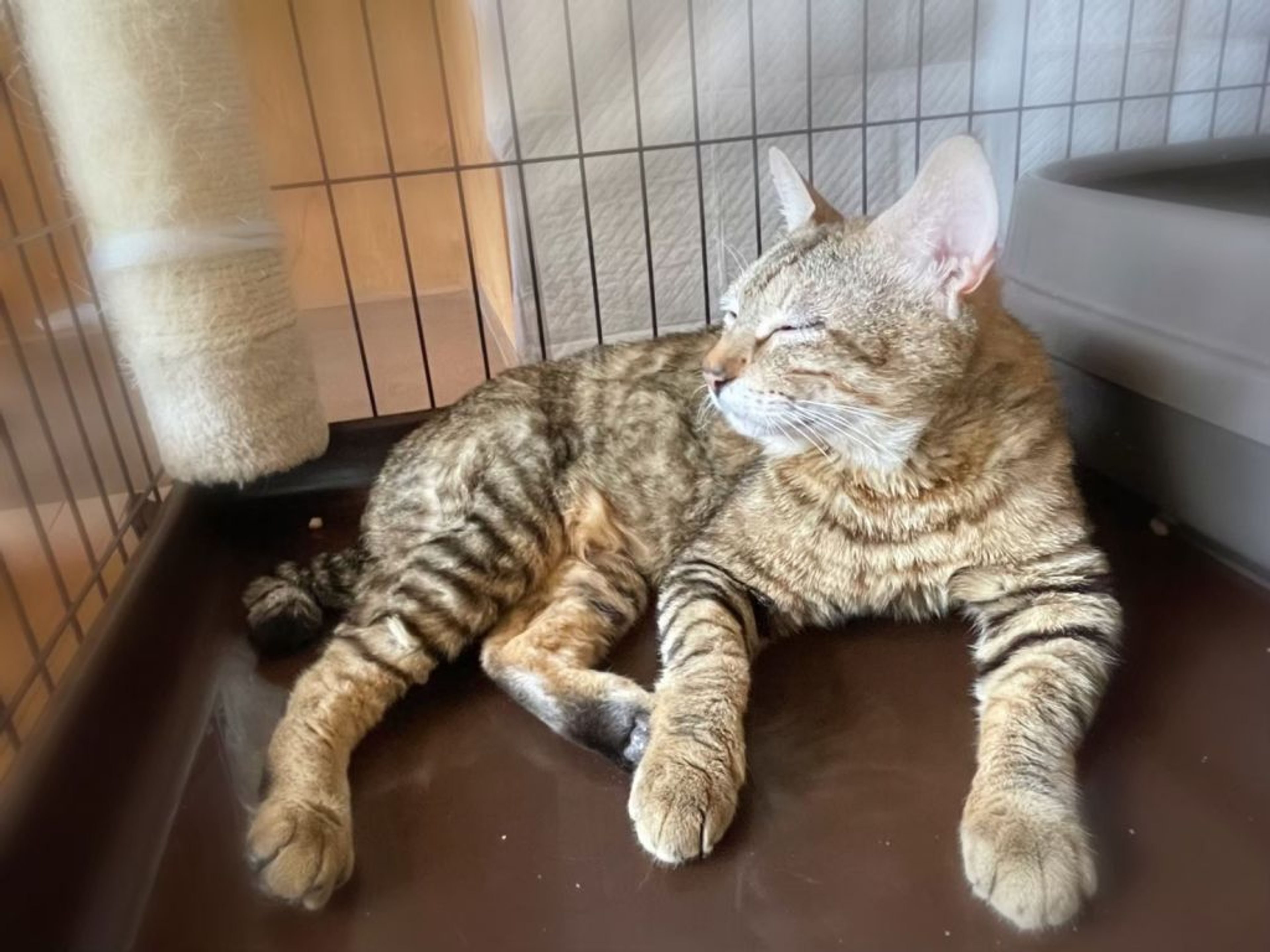pet-image-4