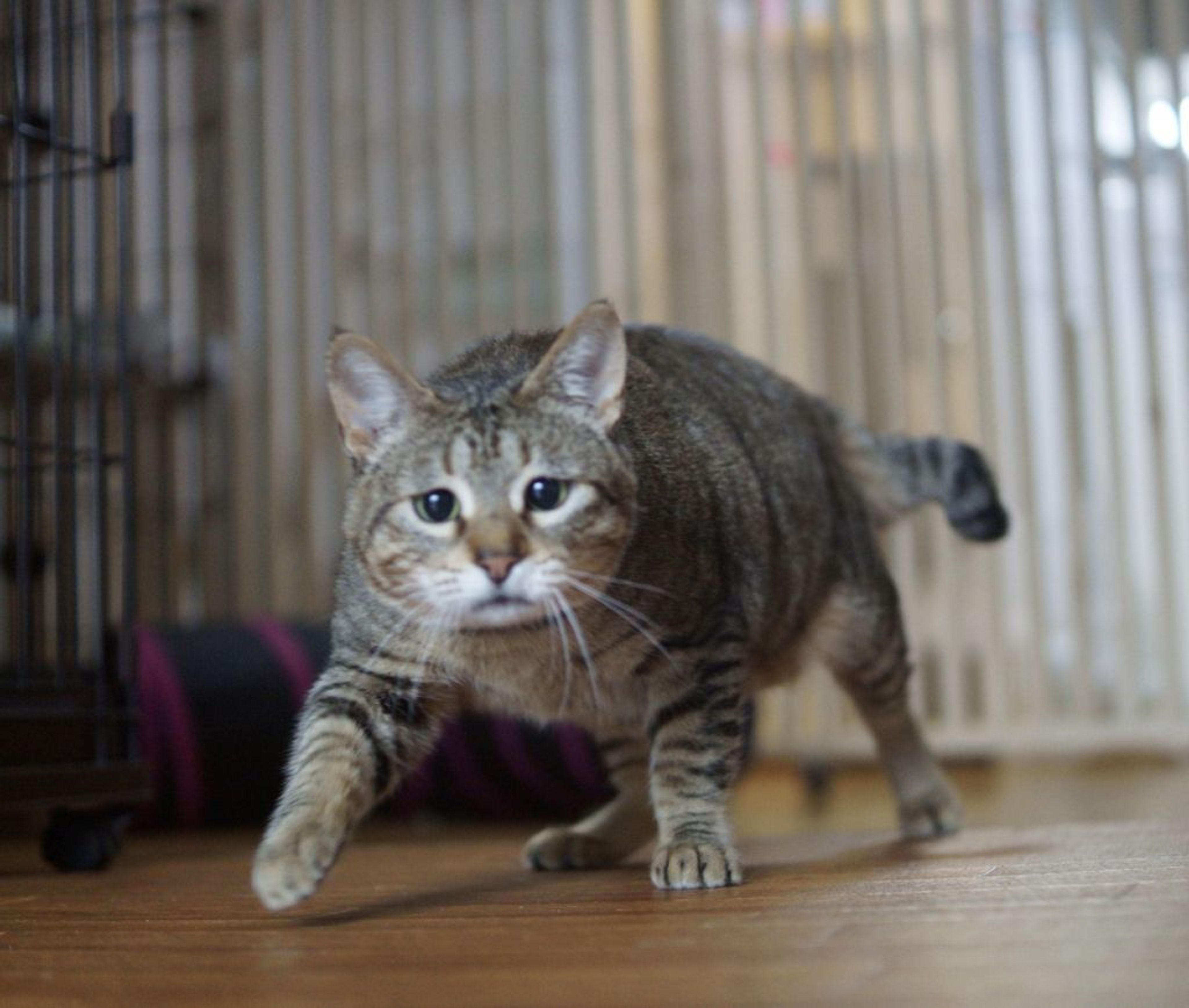 pet-image-5