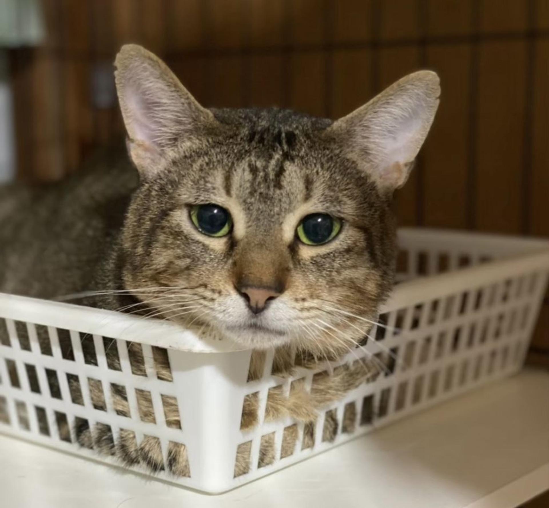 pet-image-8