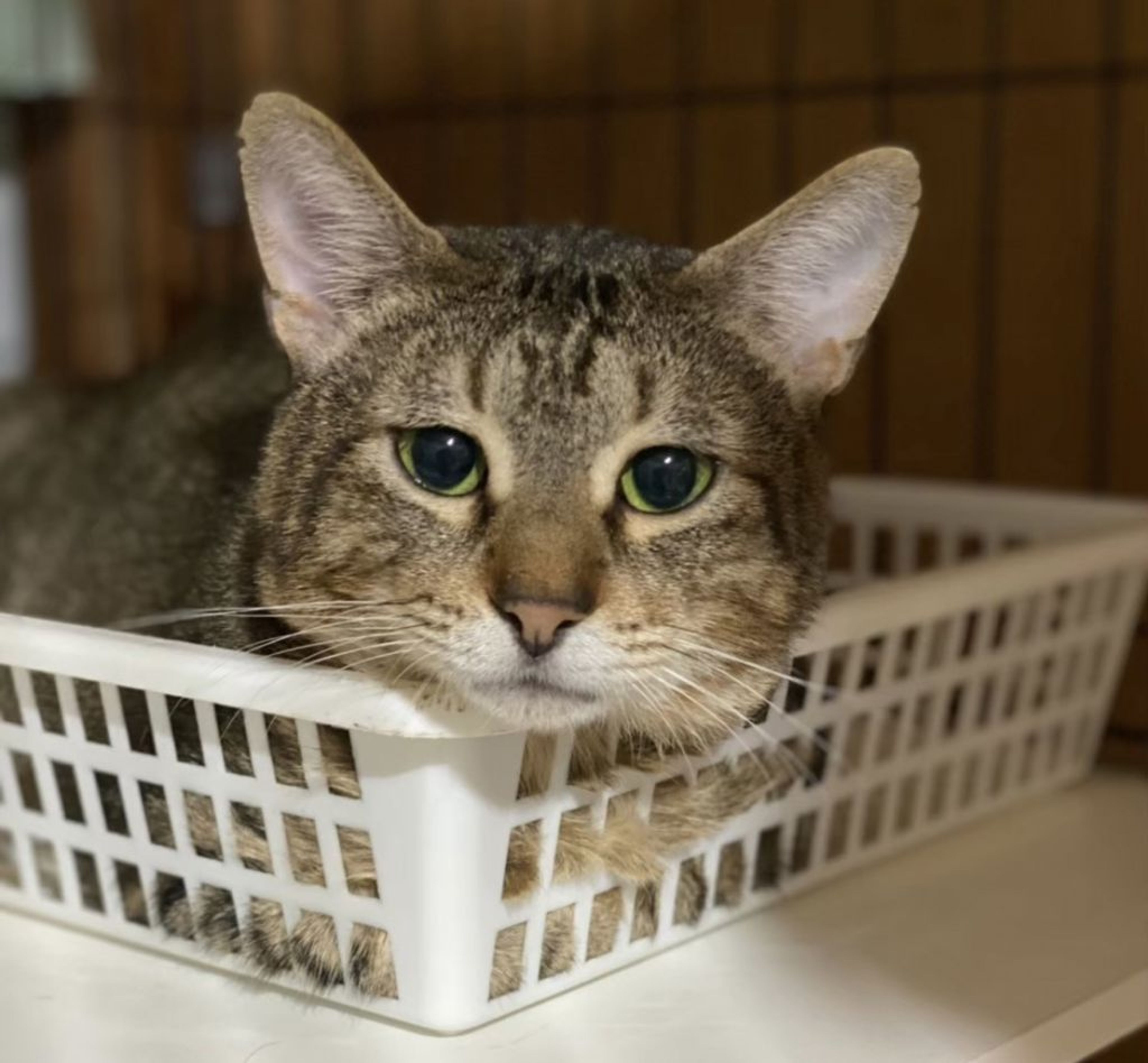 pet-image-8