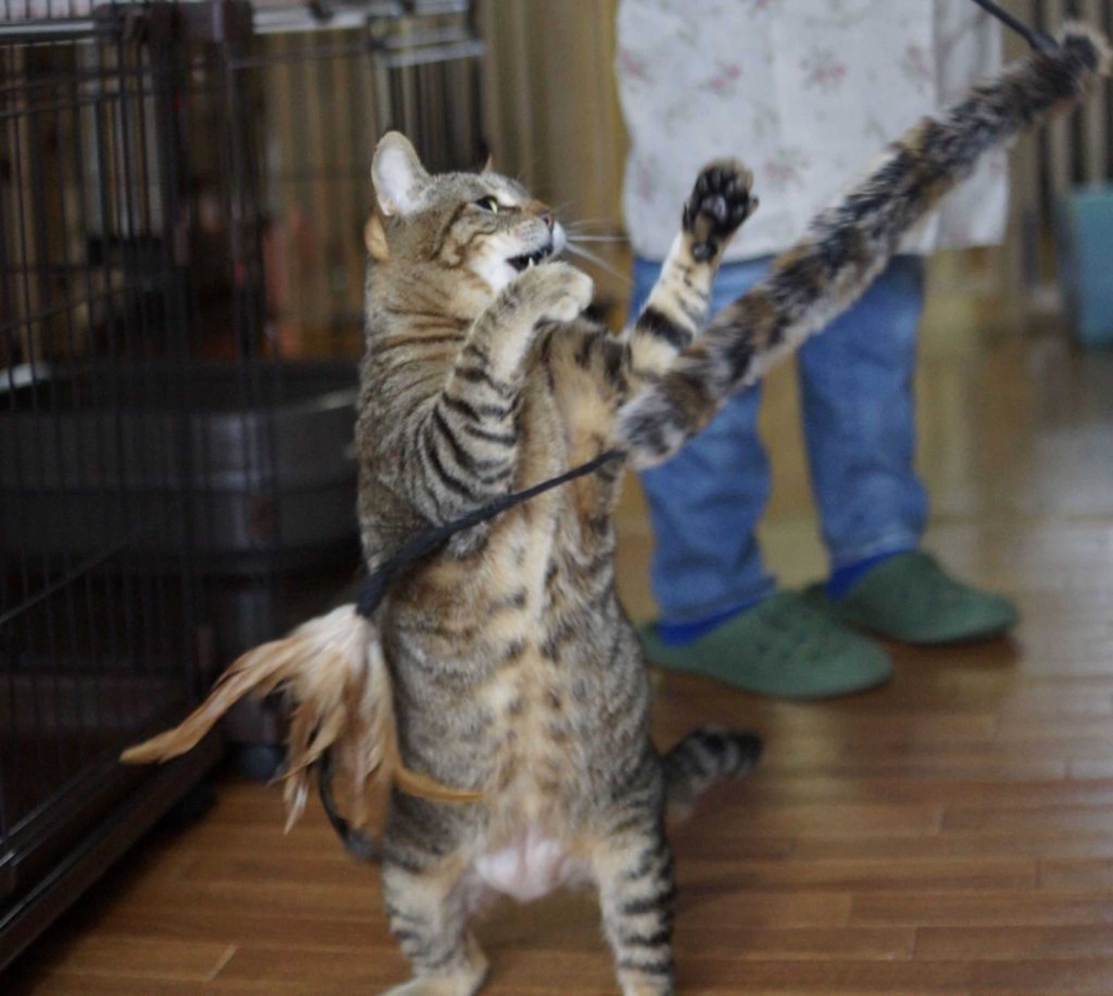 pet-image-9