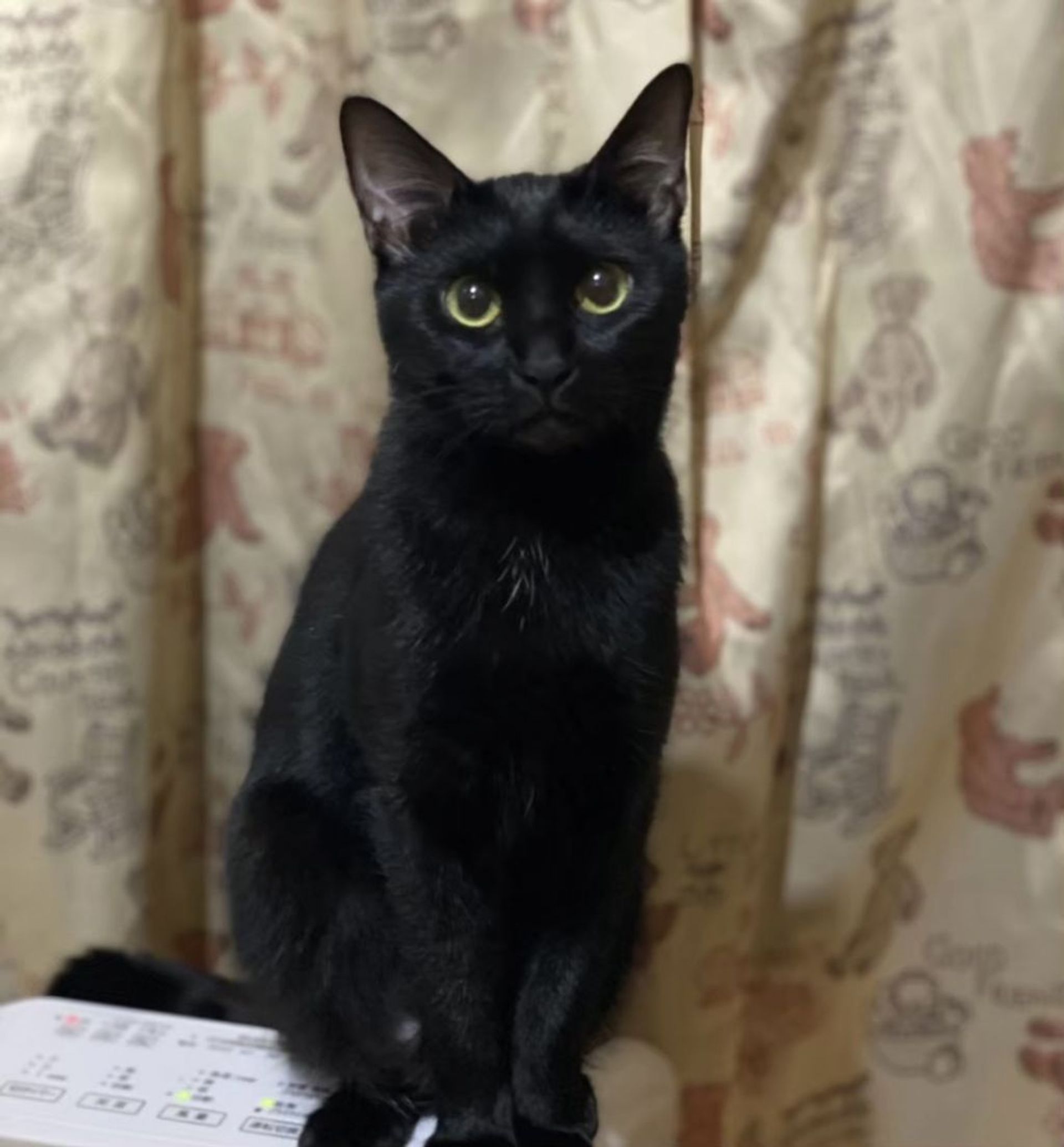 雑種（ミックス猫）・メスの里親募集の写真
