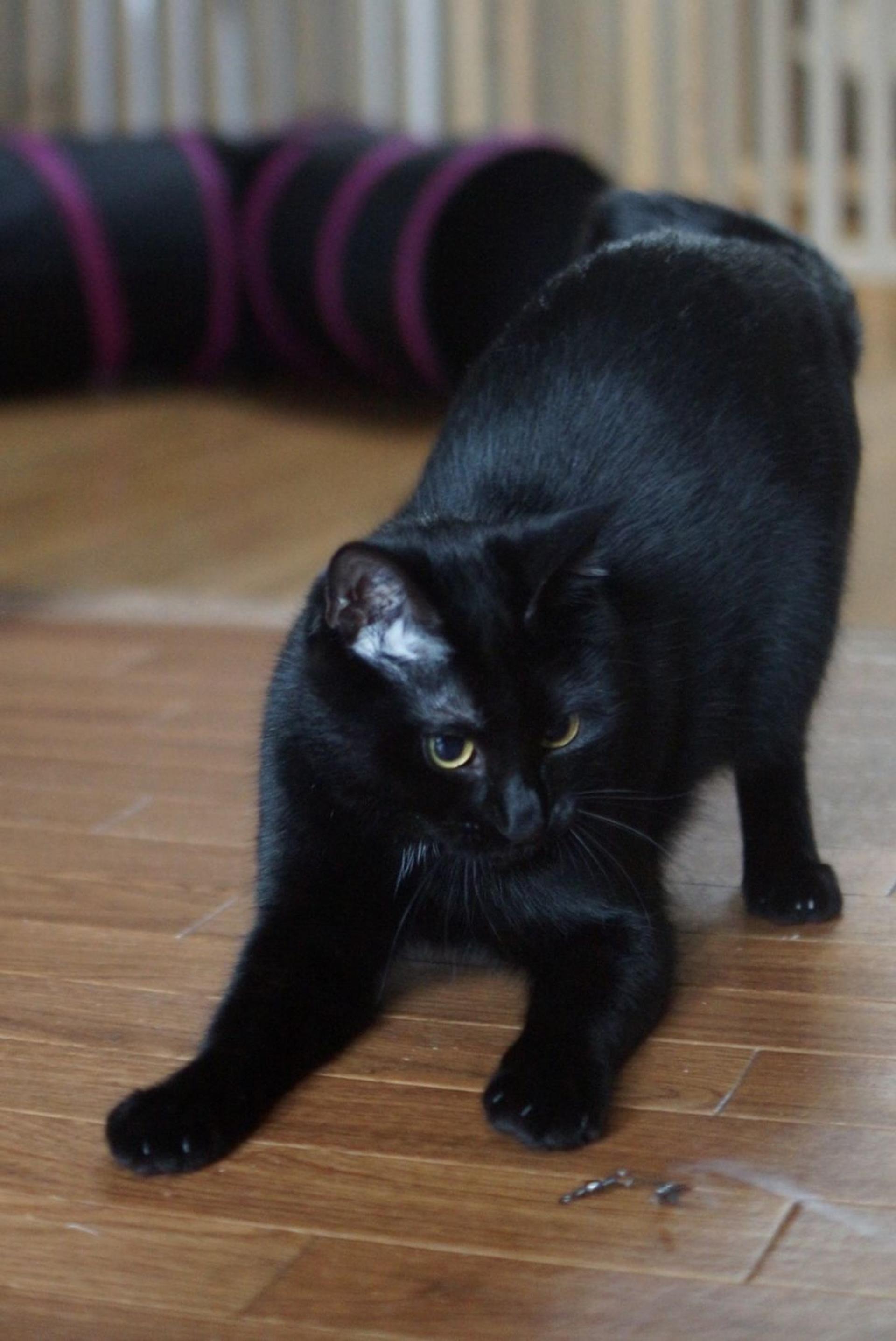 pet-image-3