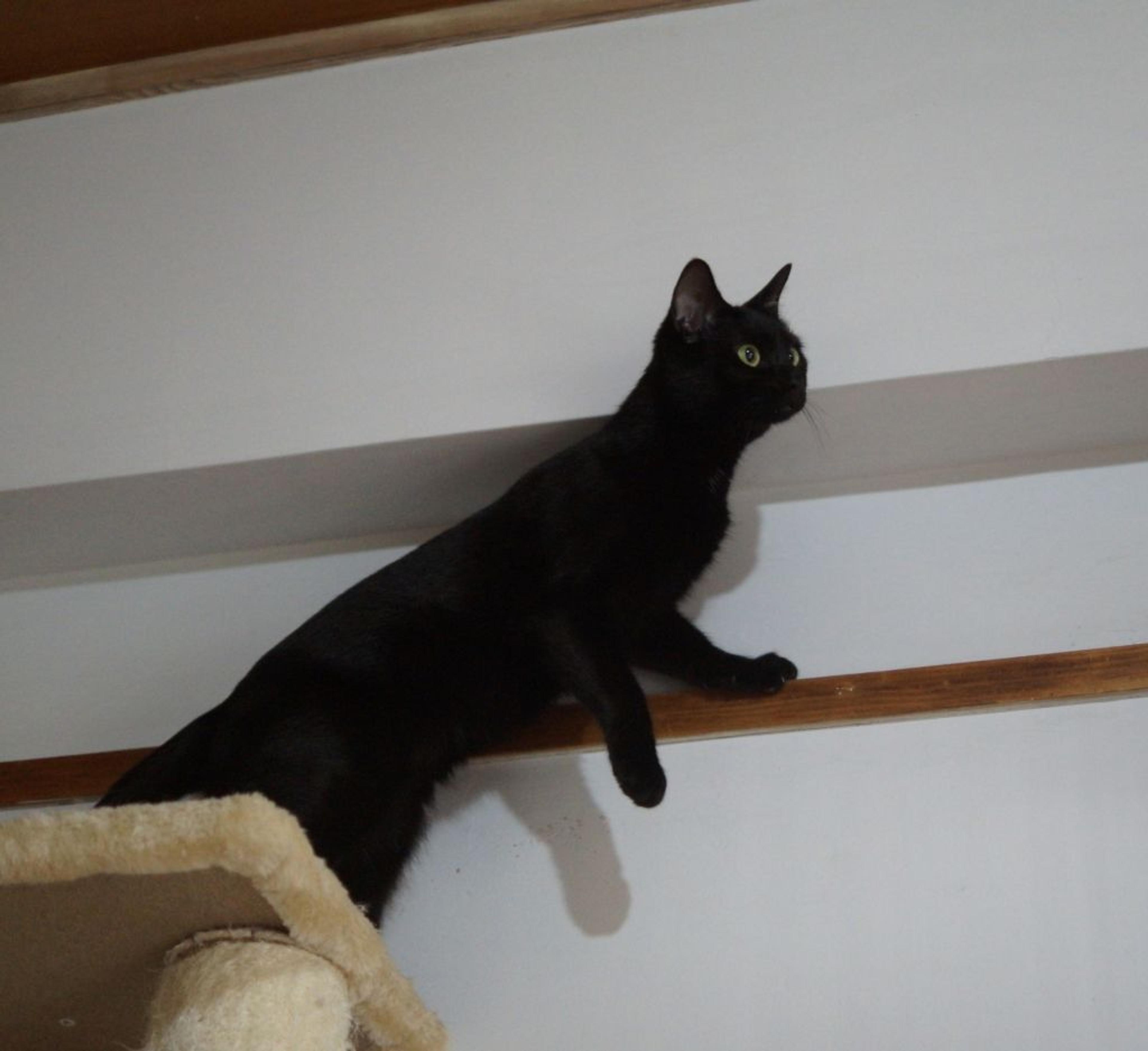 pet-image-4