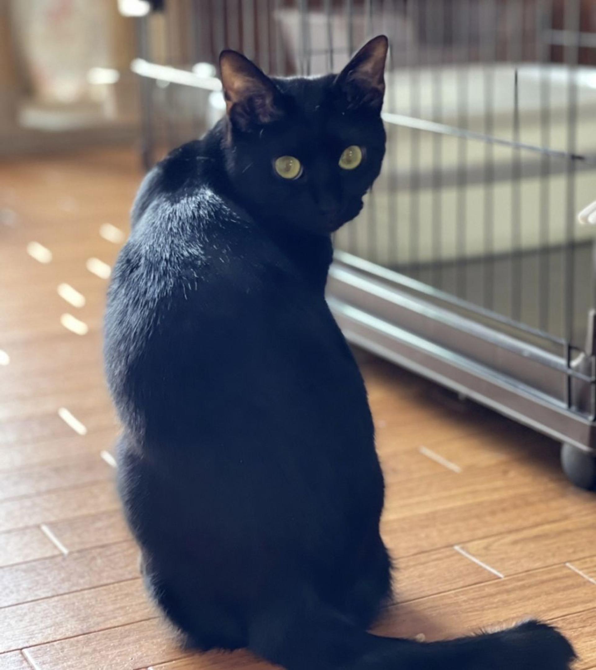 pet-image-9