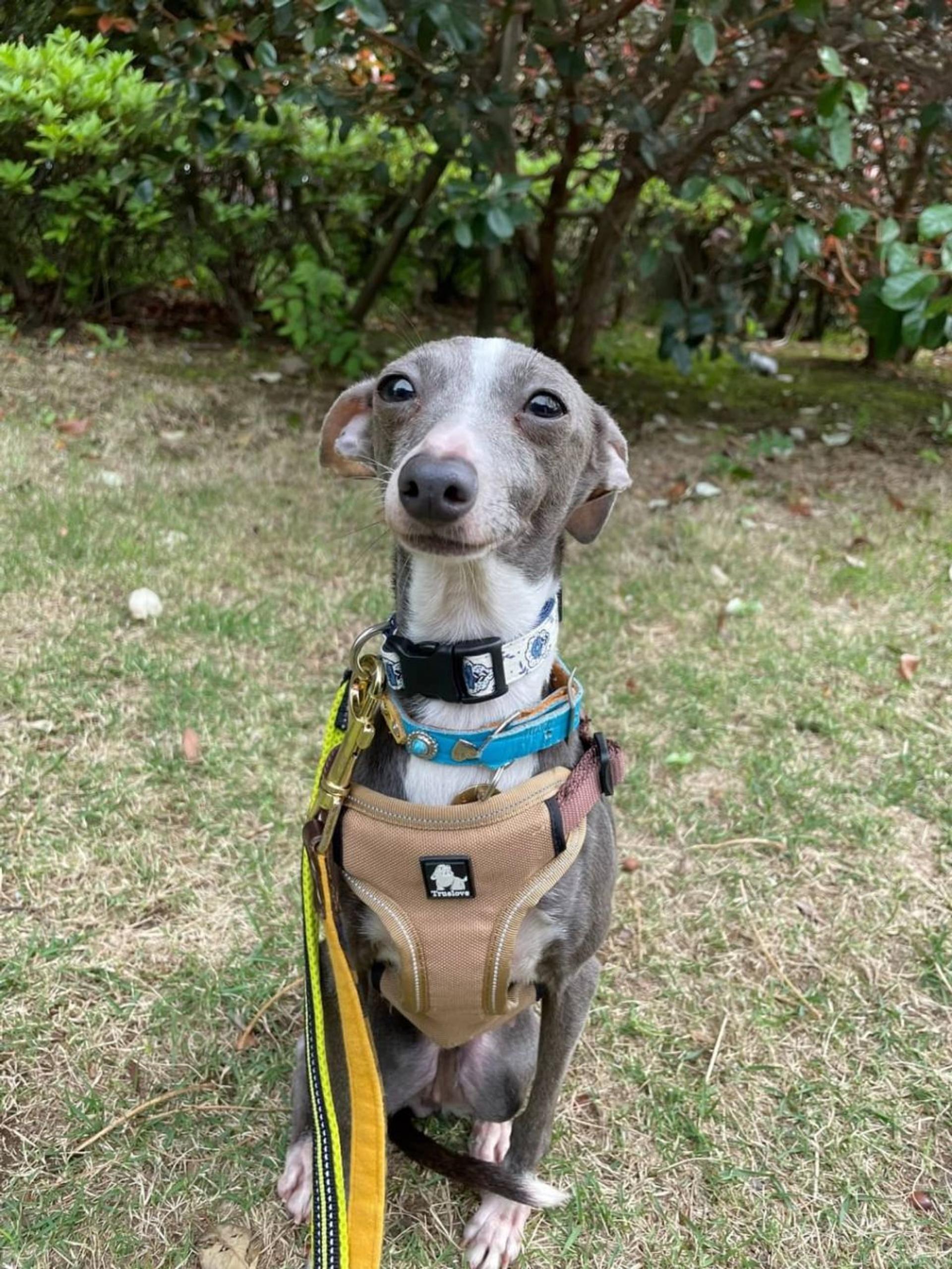 pet-image-2