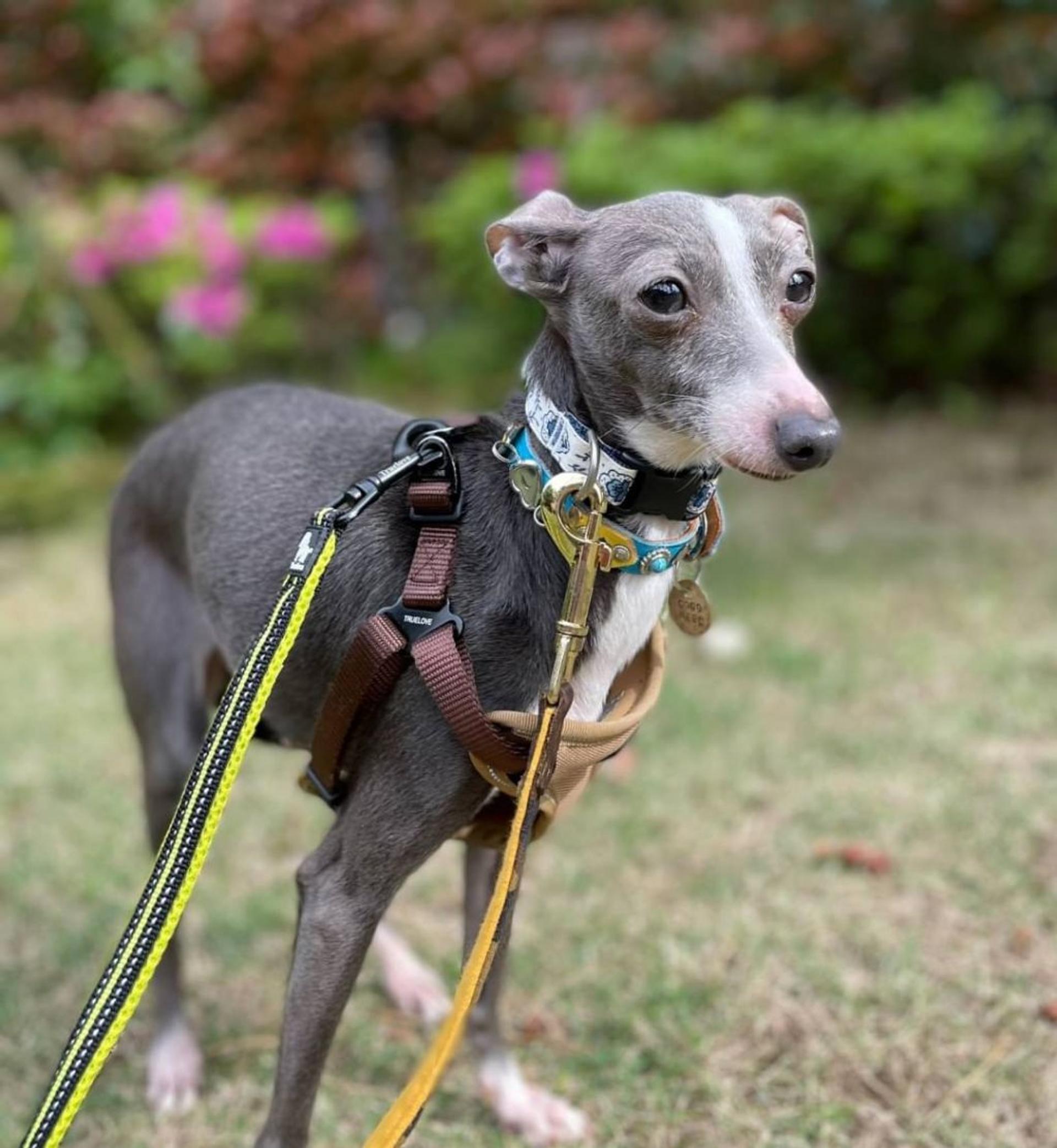 pet-image-3