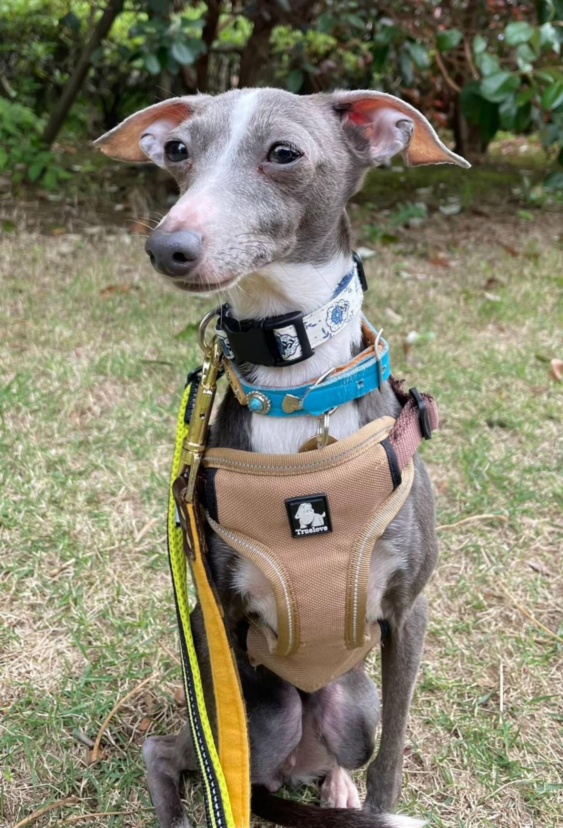 pet-image-4