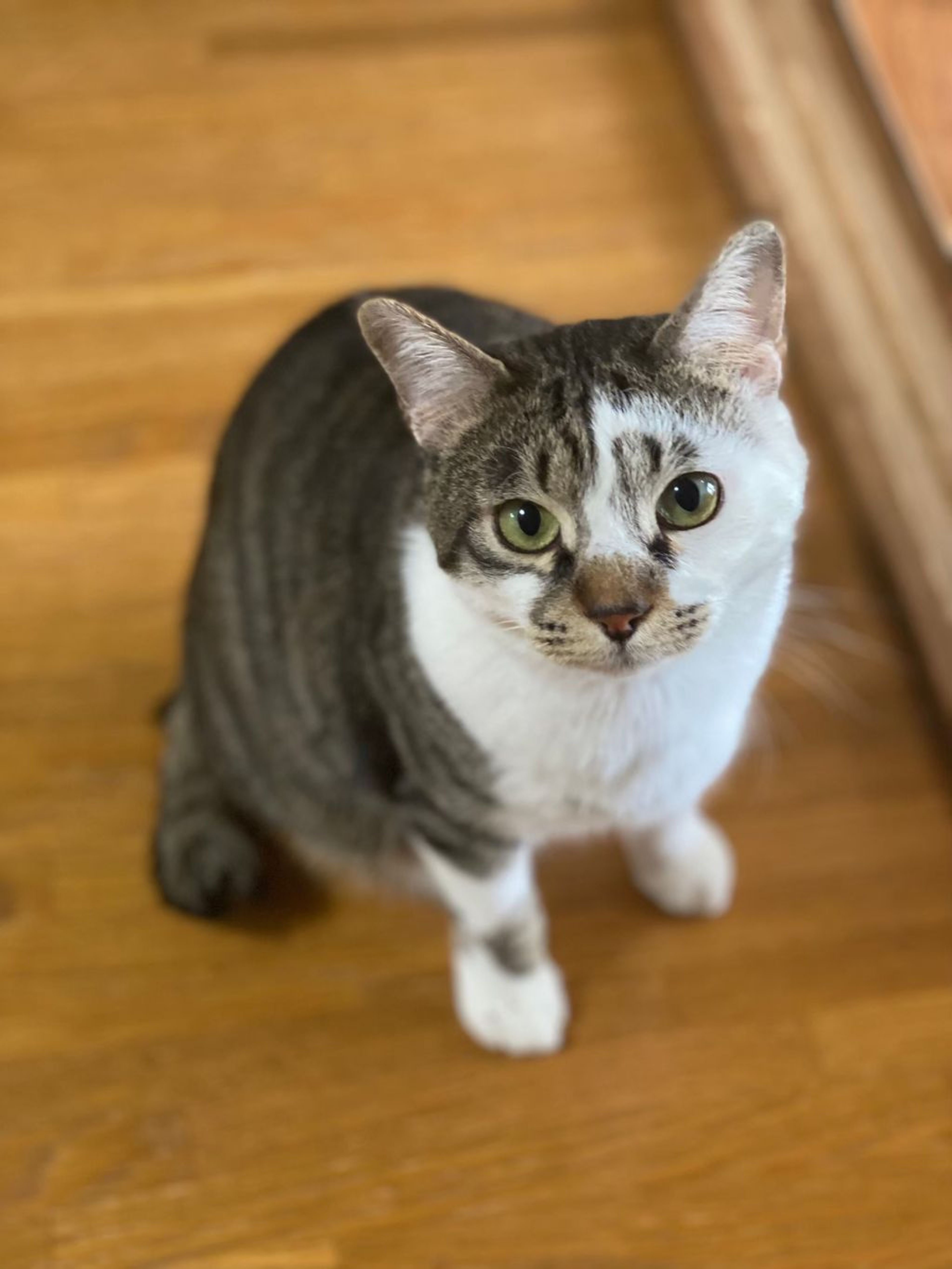 雑種（ミックス猫）・オスの里親募集の写真