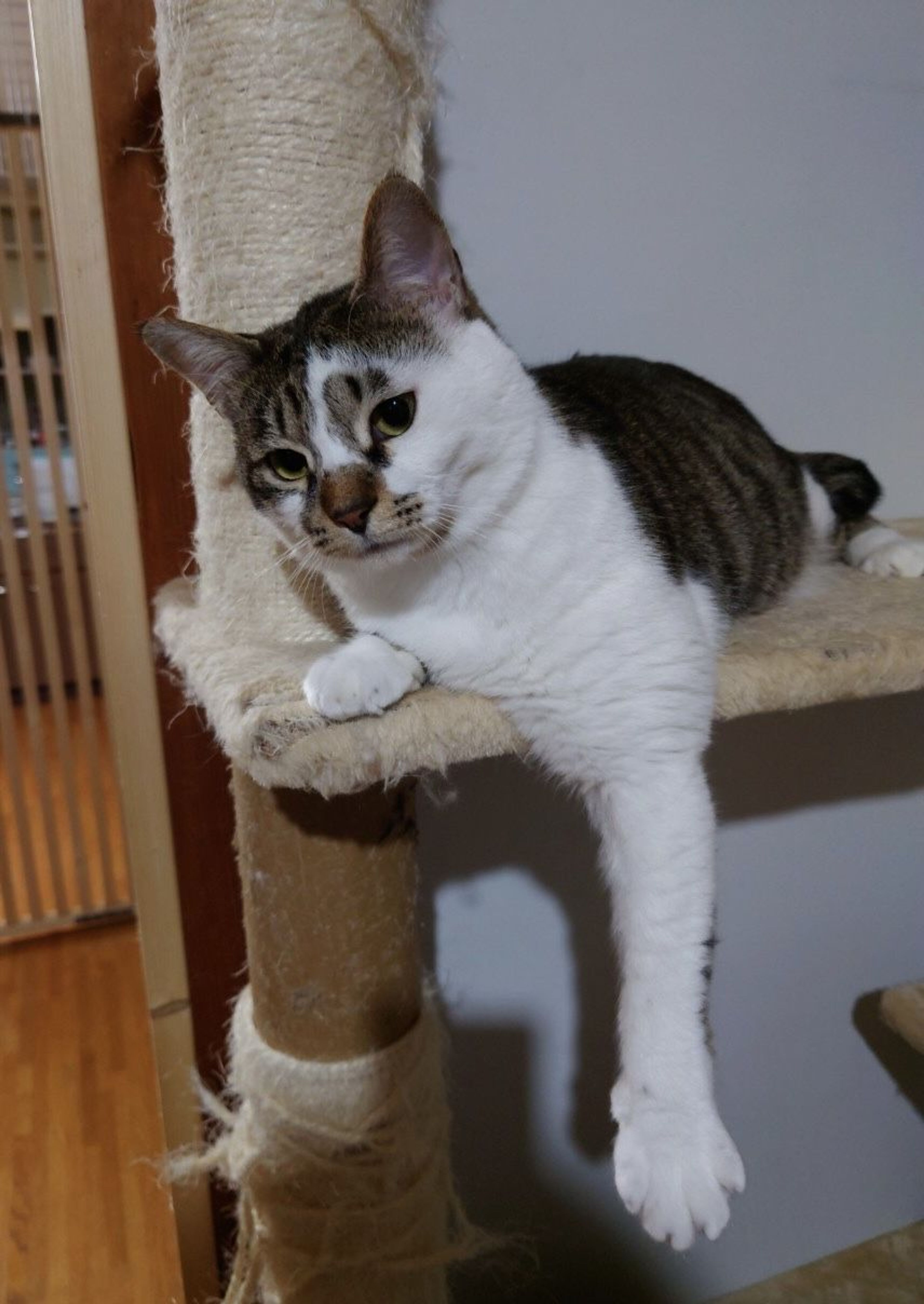 pet-image-2