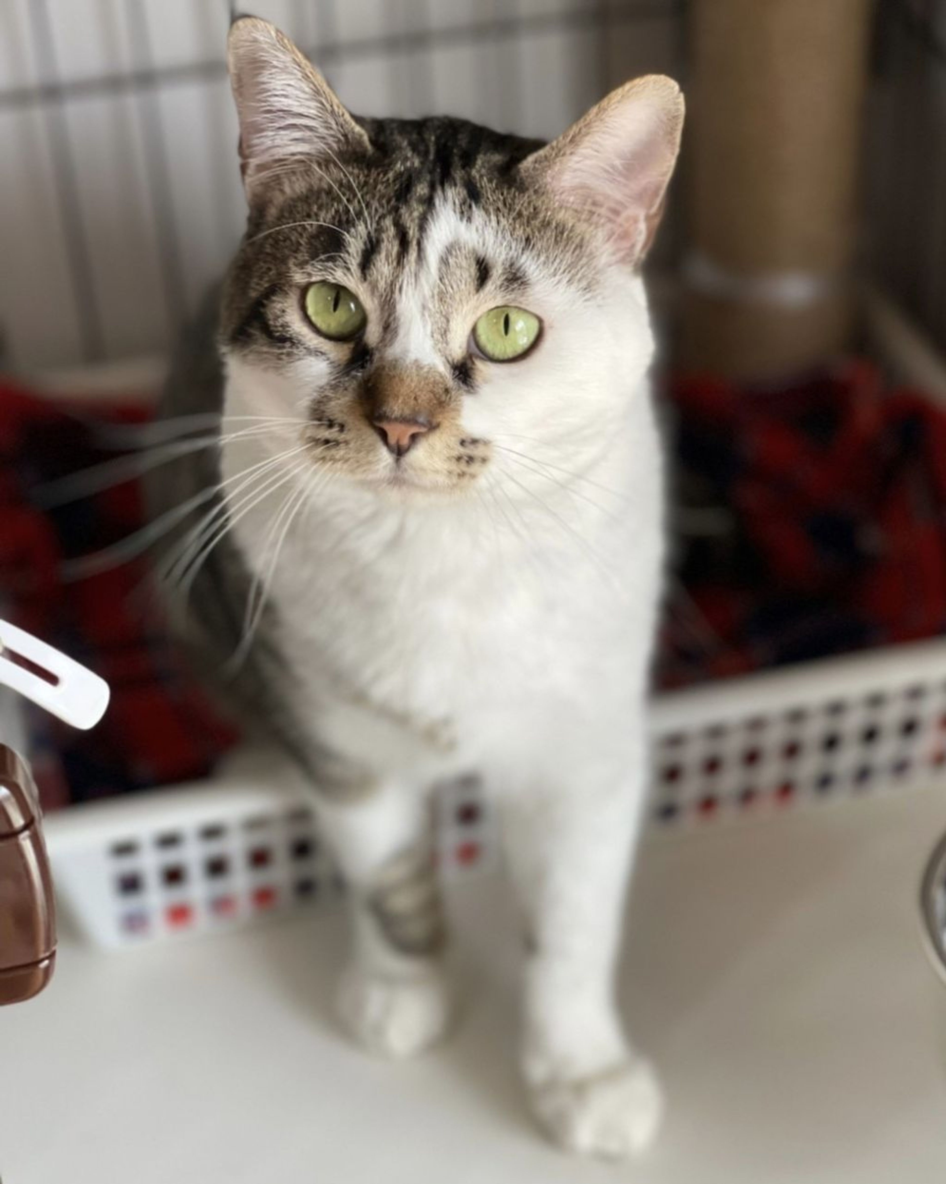 pet-image-3