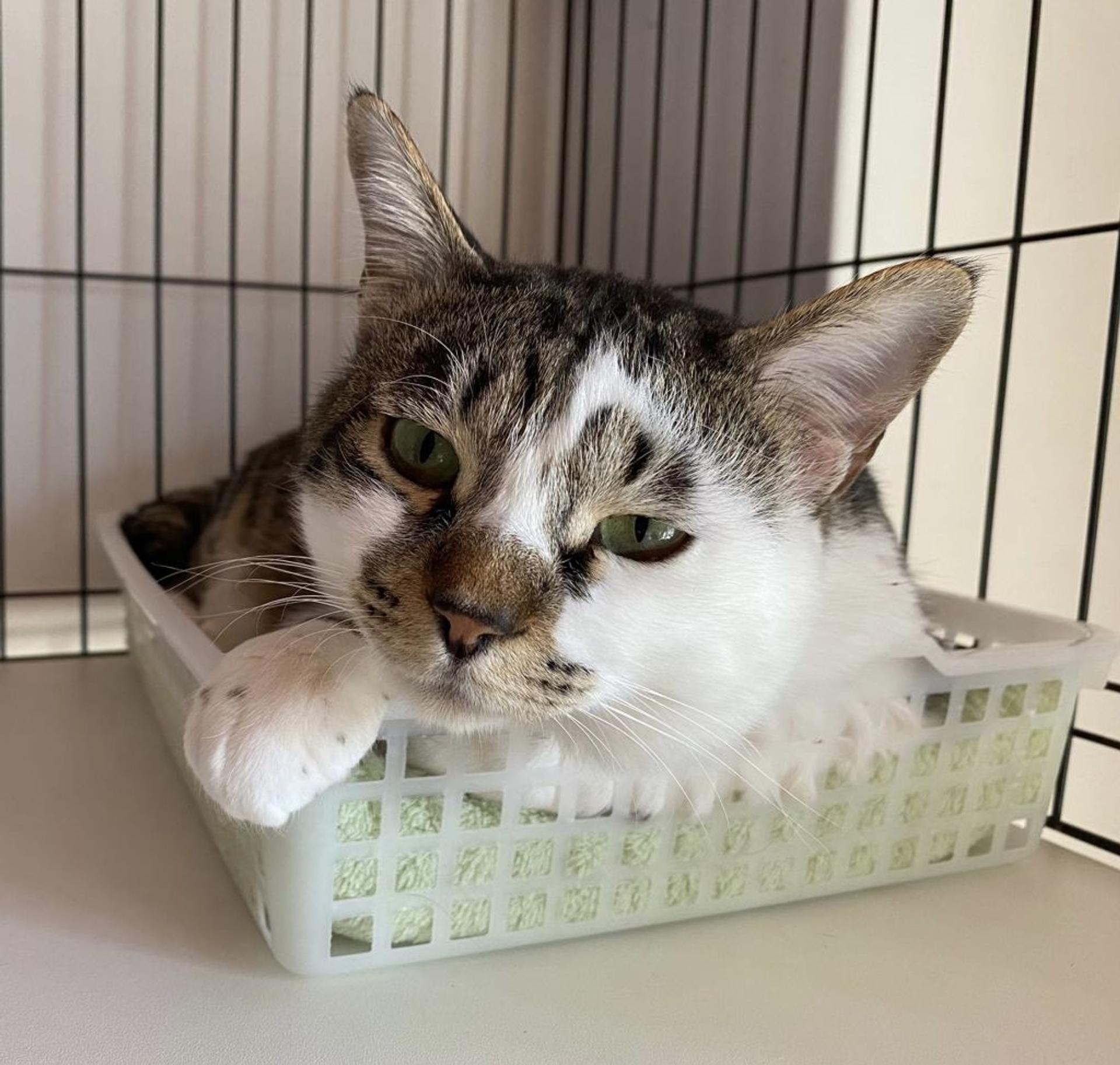 pet-image-4