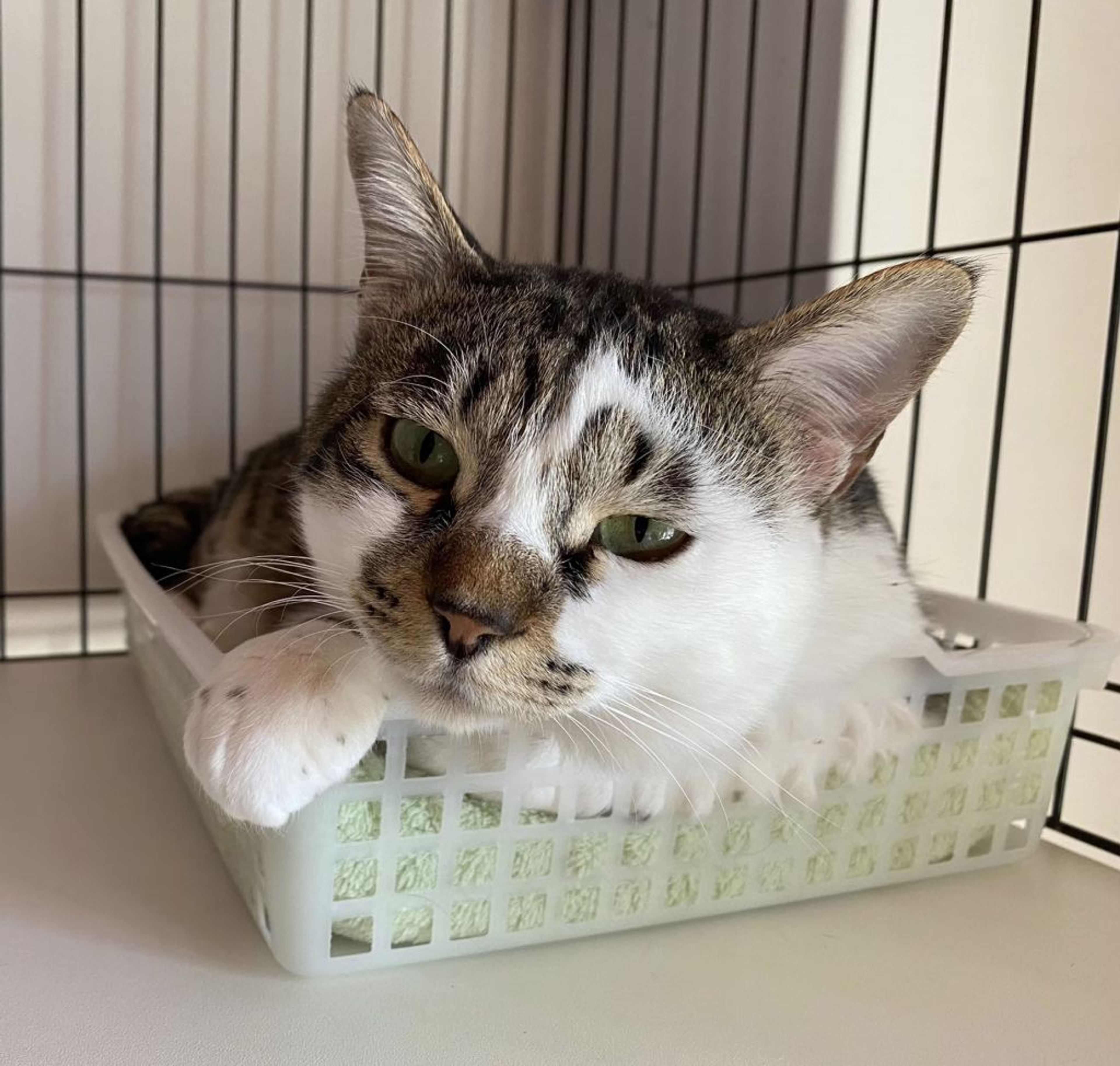 pet-image-4