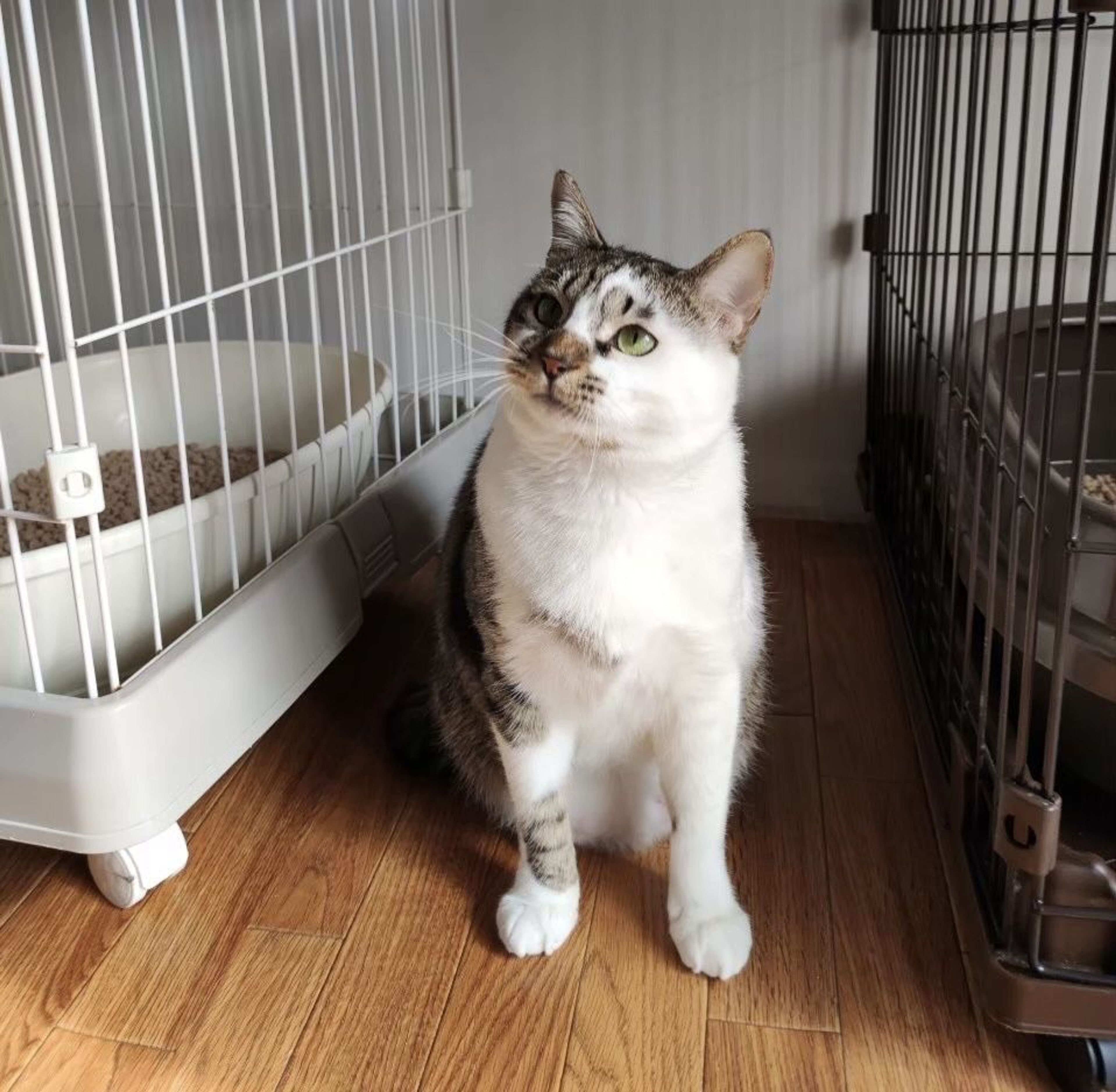 pet-image-5