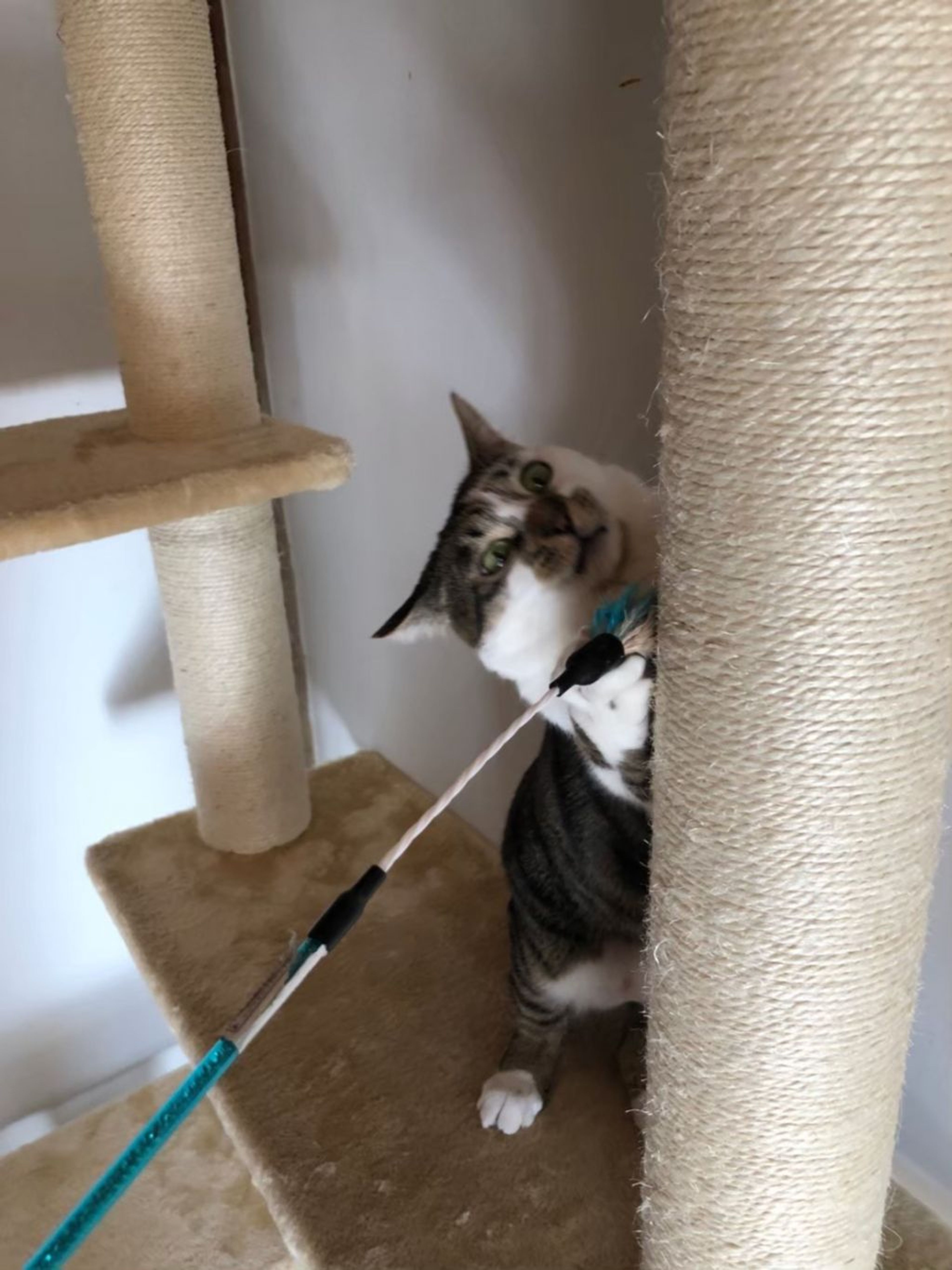 pet-image-6