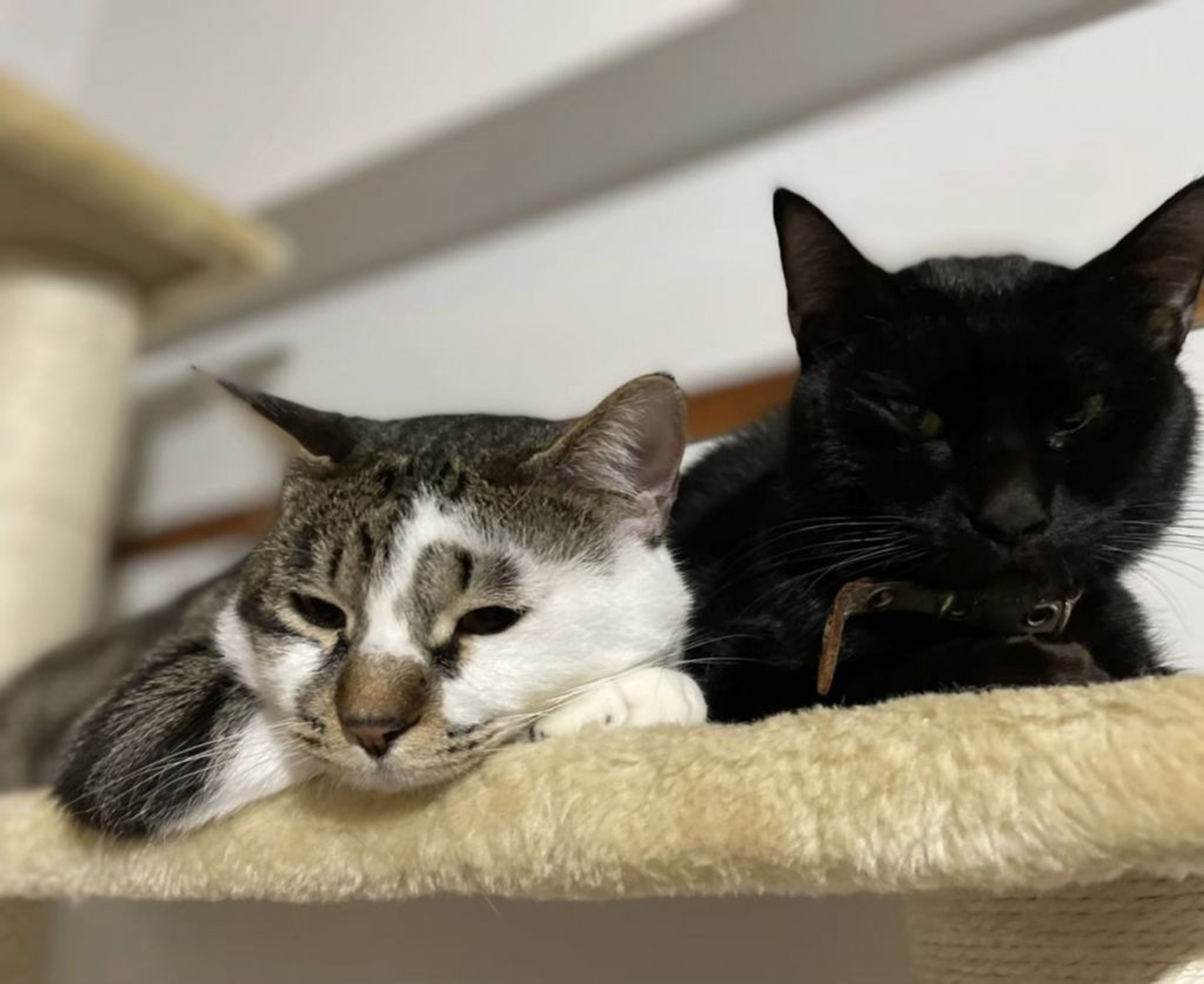 pet-image-8
