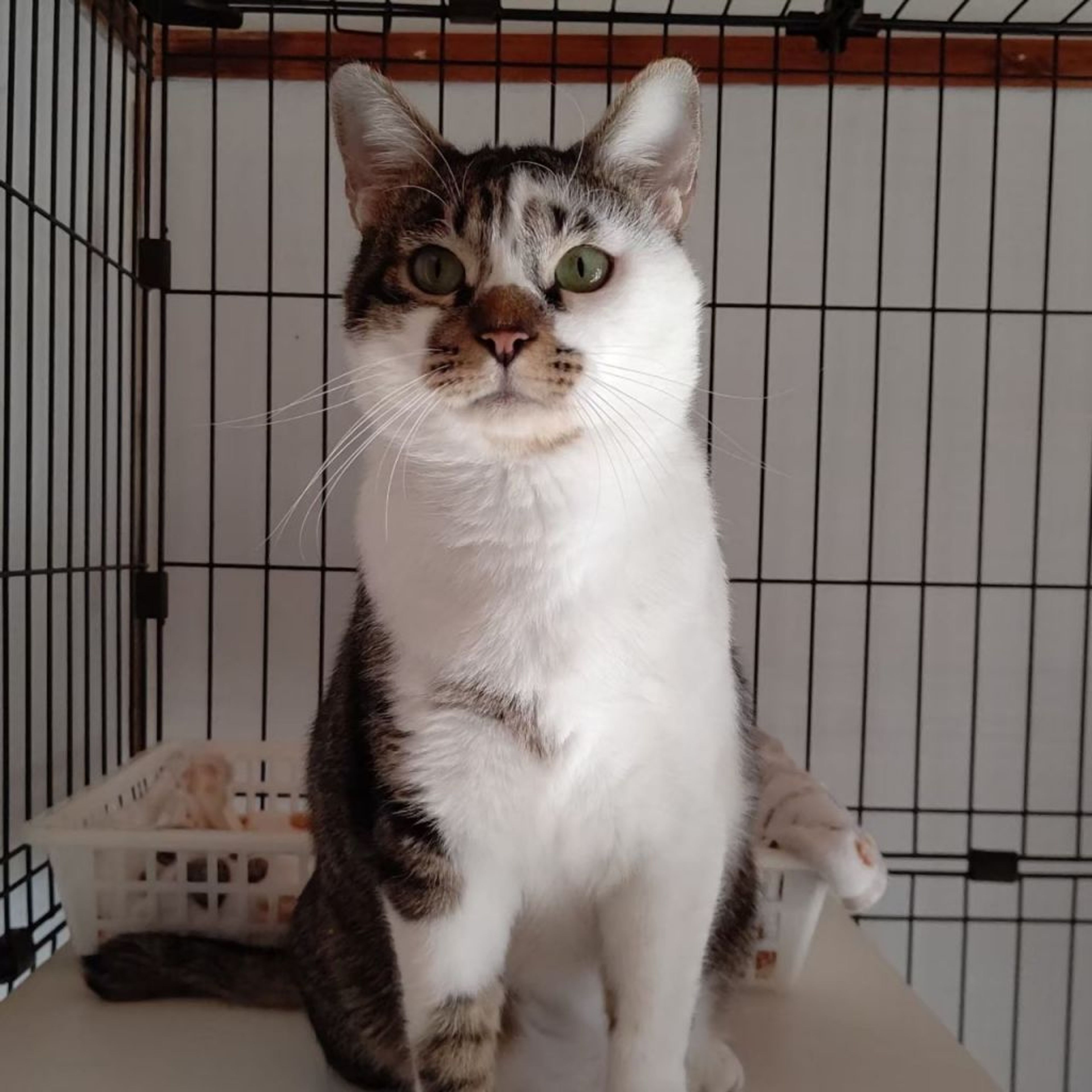 pet-image-9