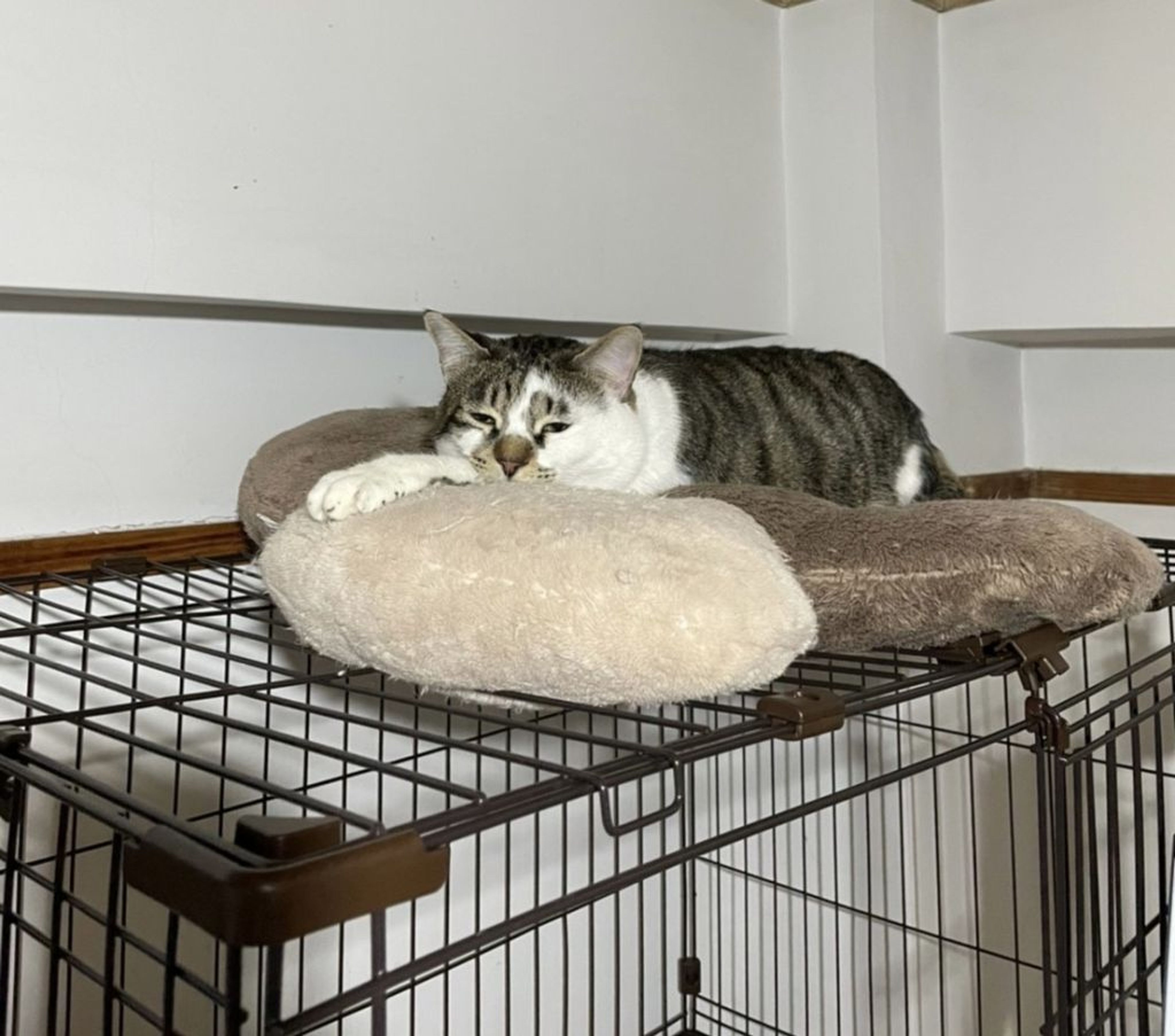 pet-image-10