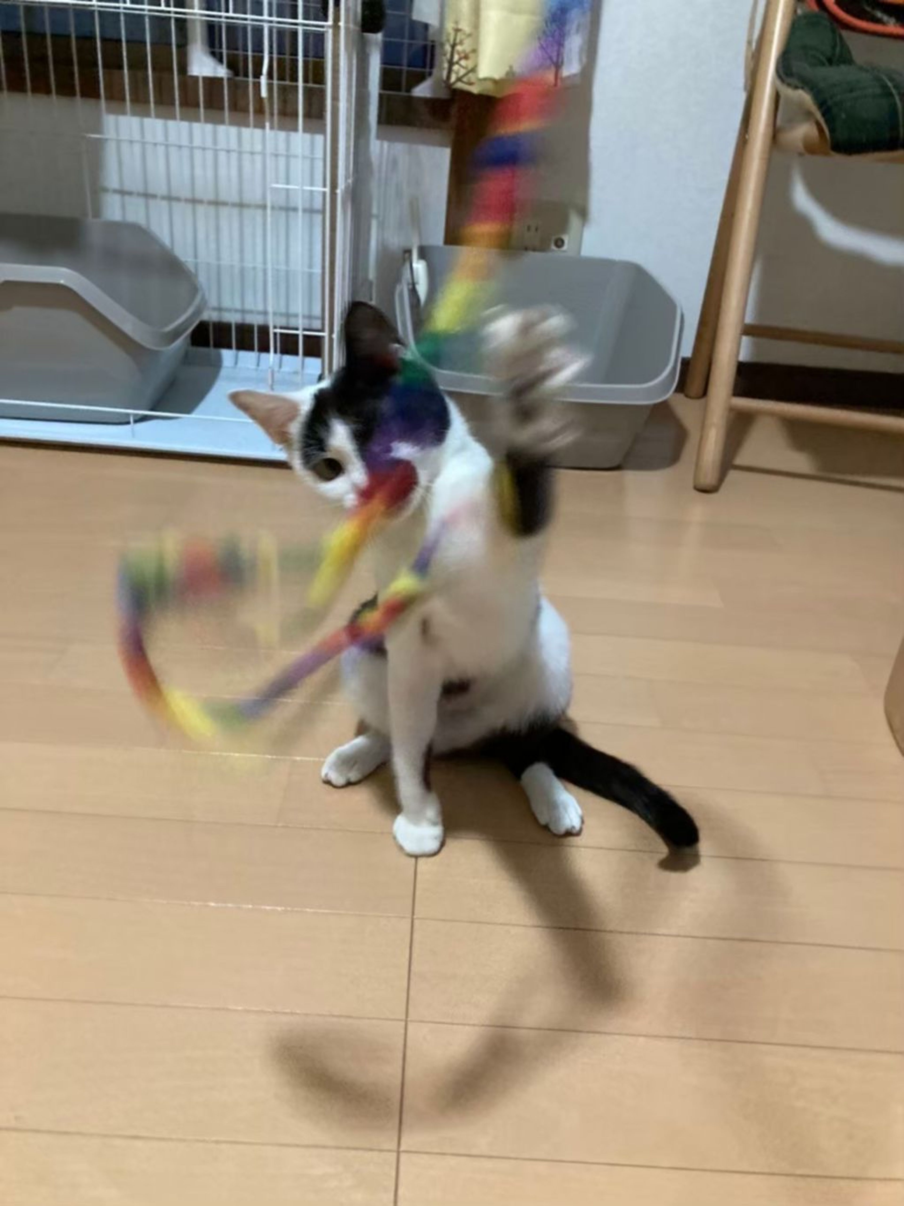pet-image-2