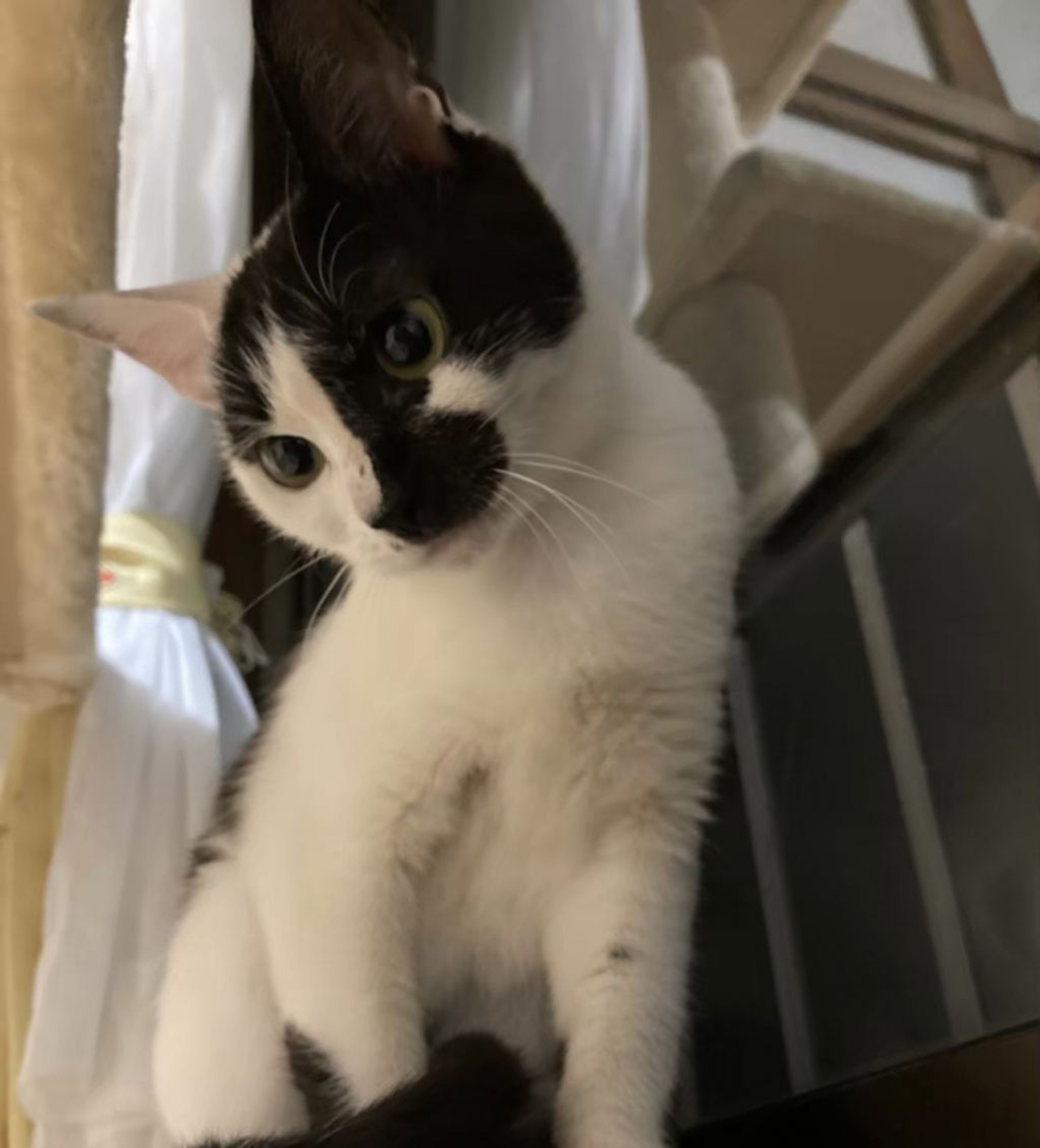 pet-image-3